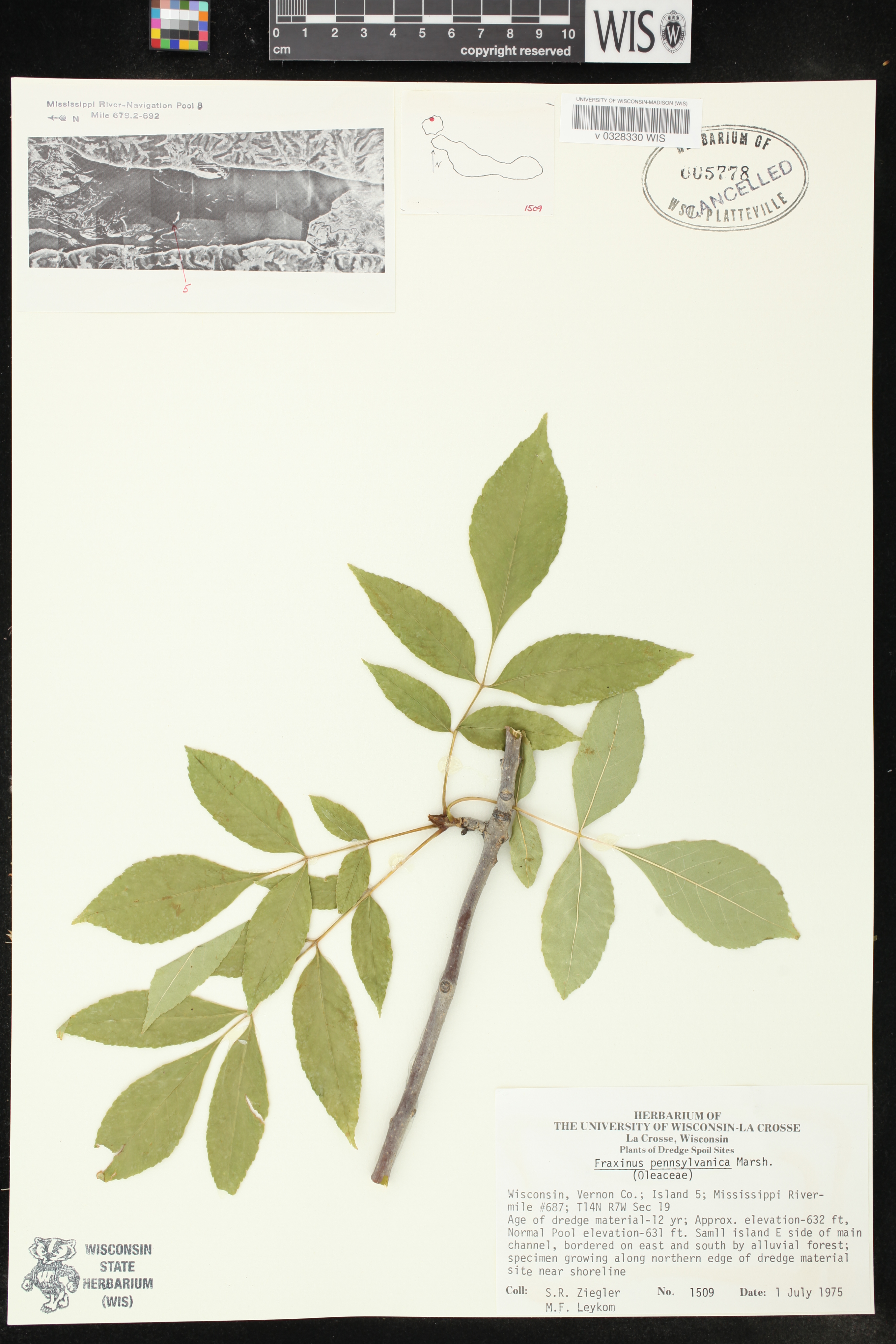 Fraxinus pennsylvanica image