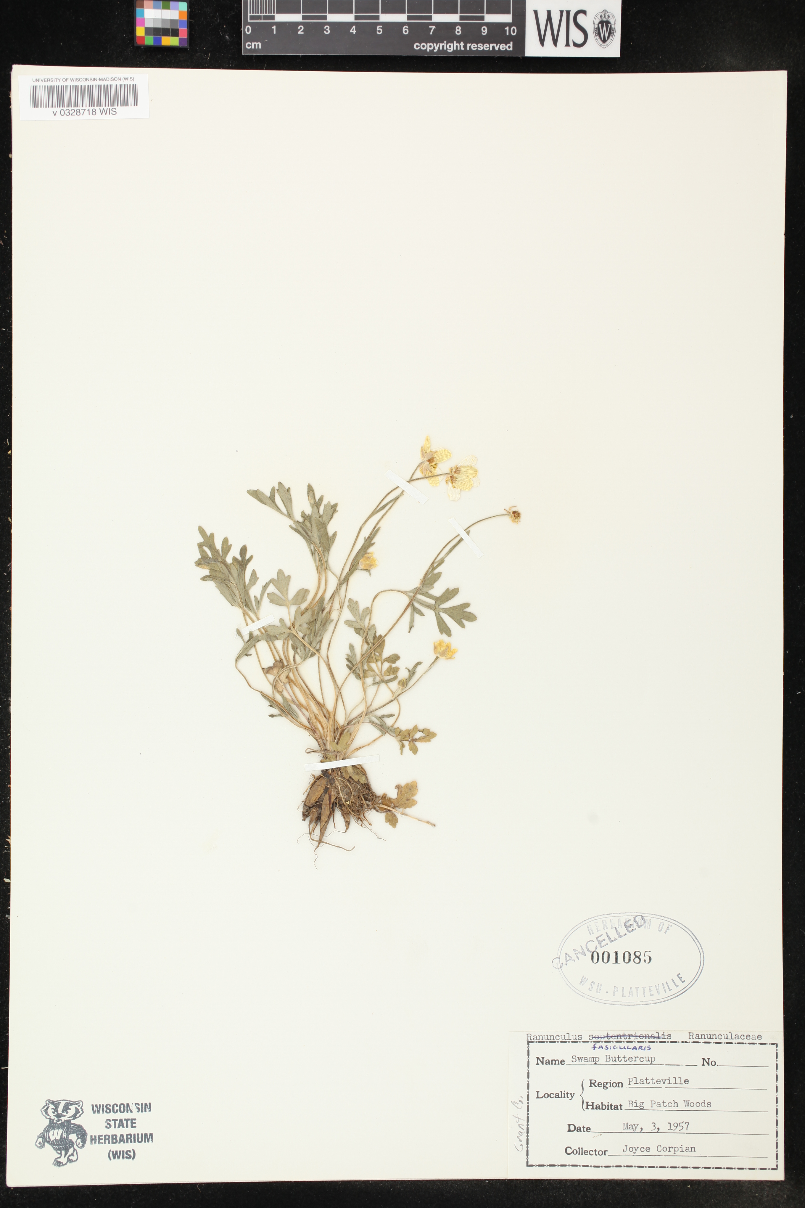 Ranunculus fascicularis image