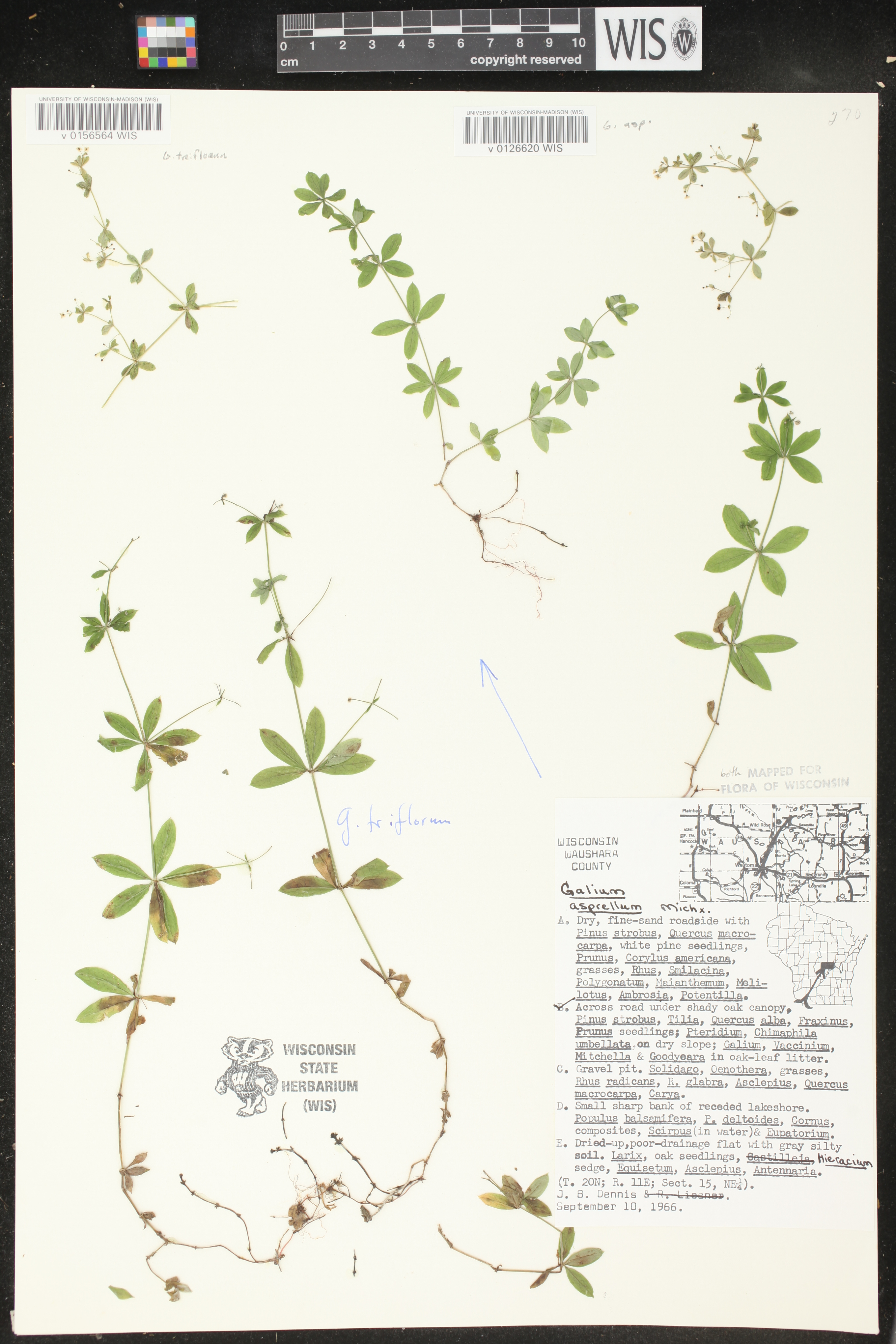 Galium triflorum image