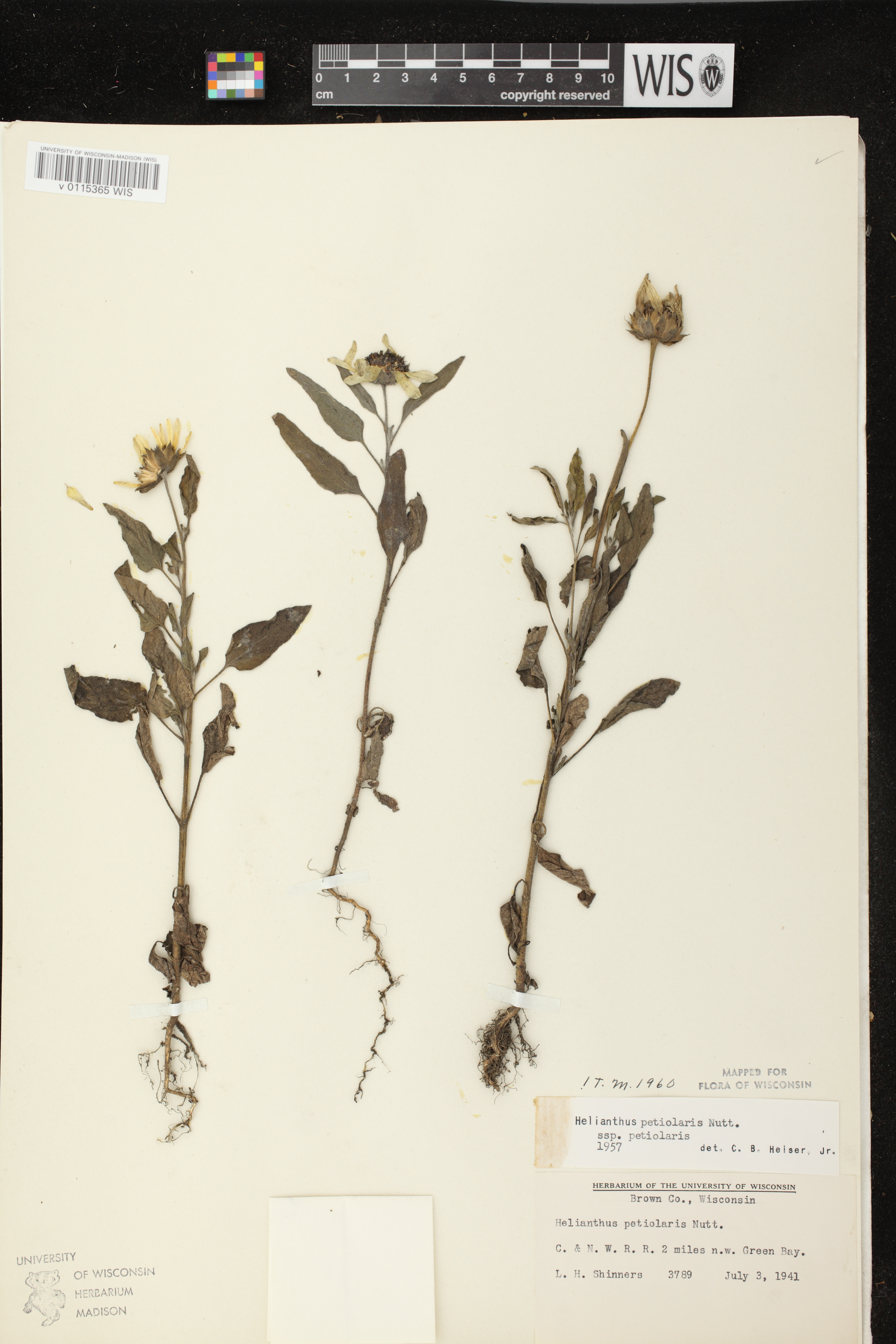 Helianthus petiolaris subsp. petiolaris image