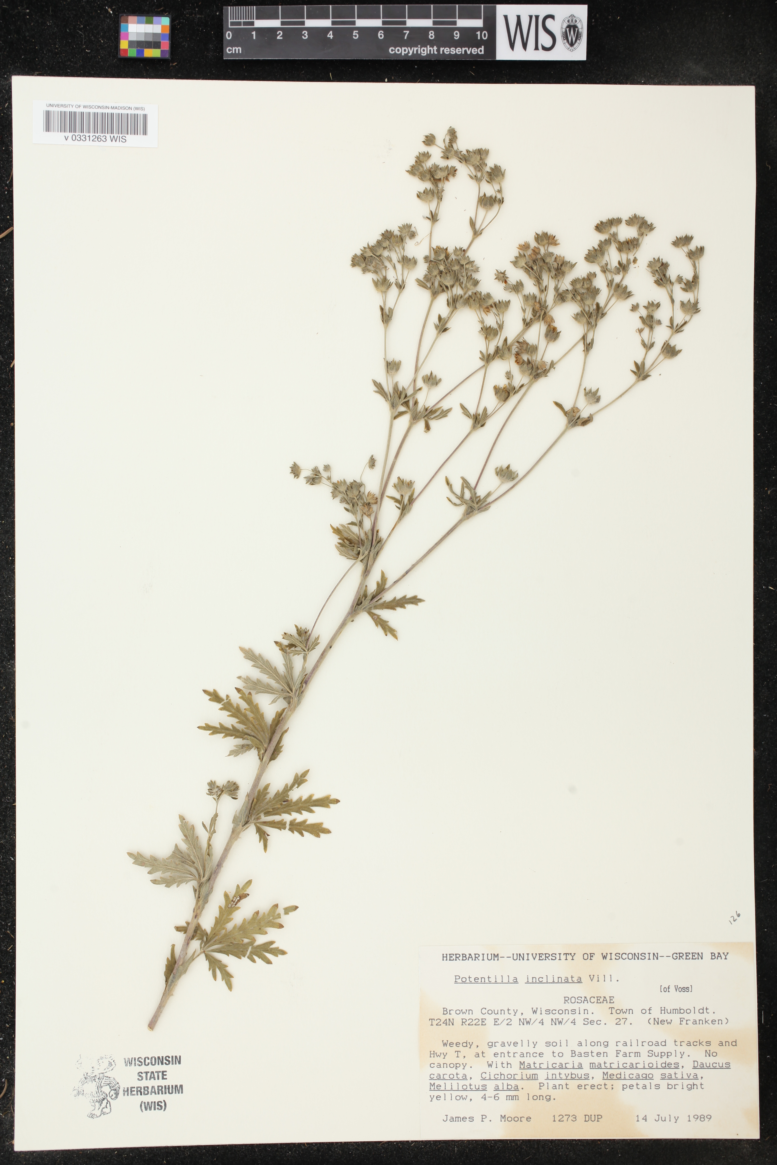 Potentilla inclinata image
