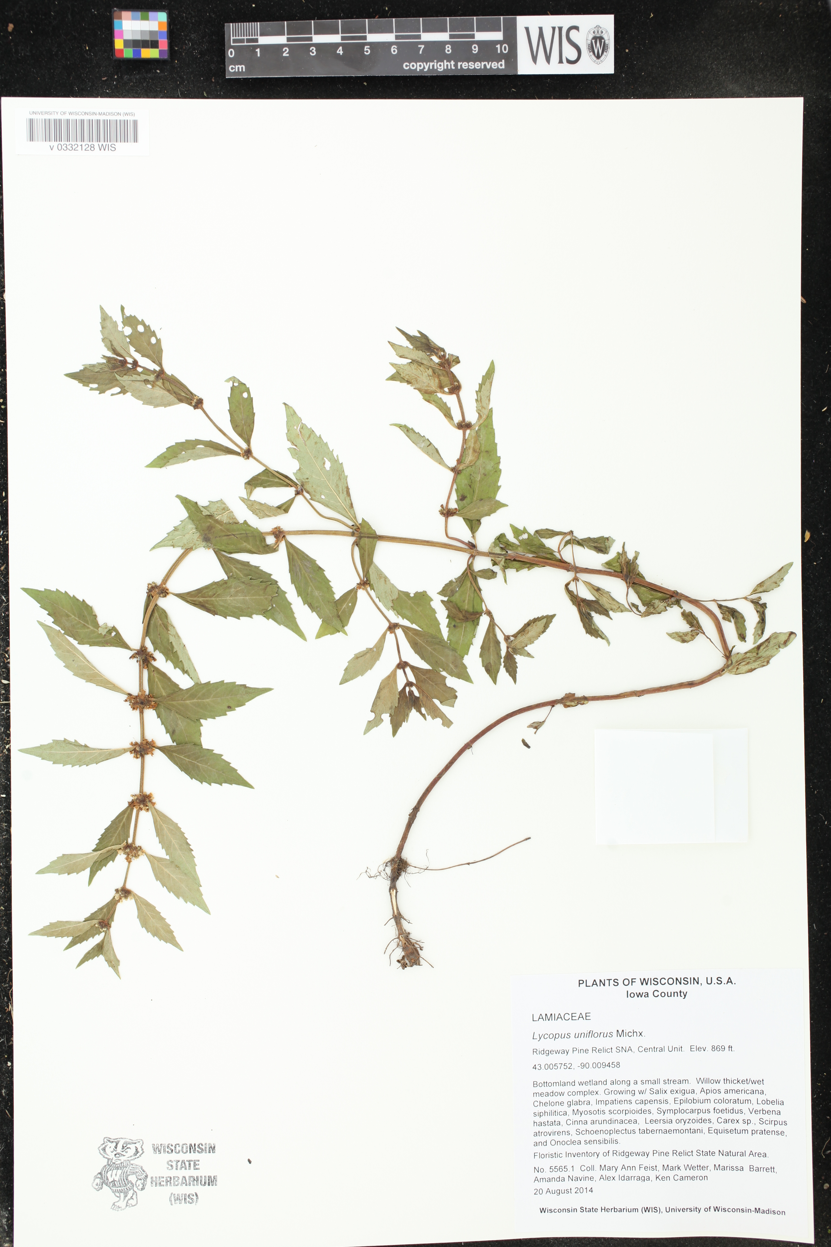 Lycopus uniflorus image