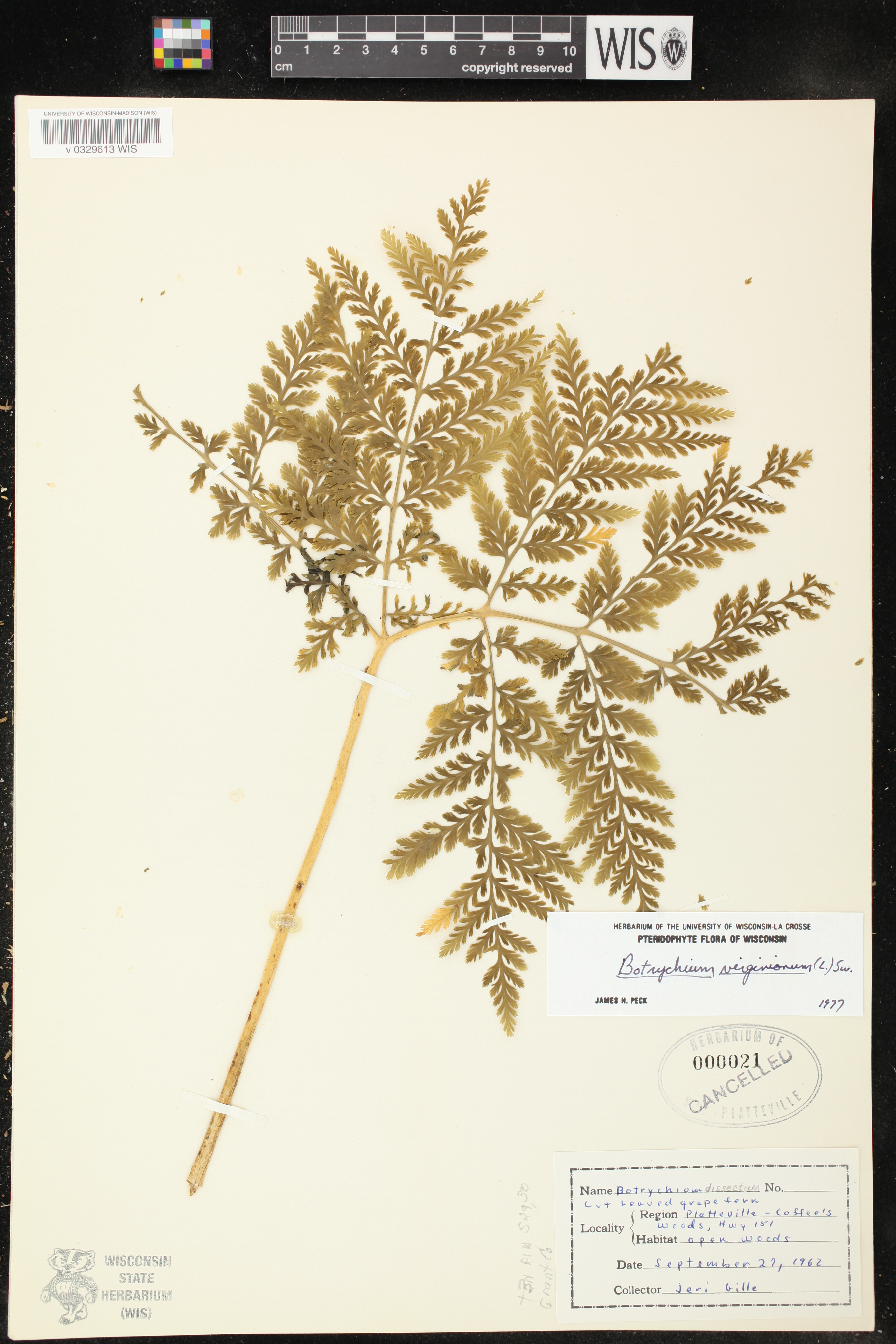 Botrypus virginianus image