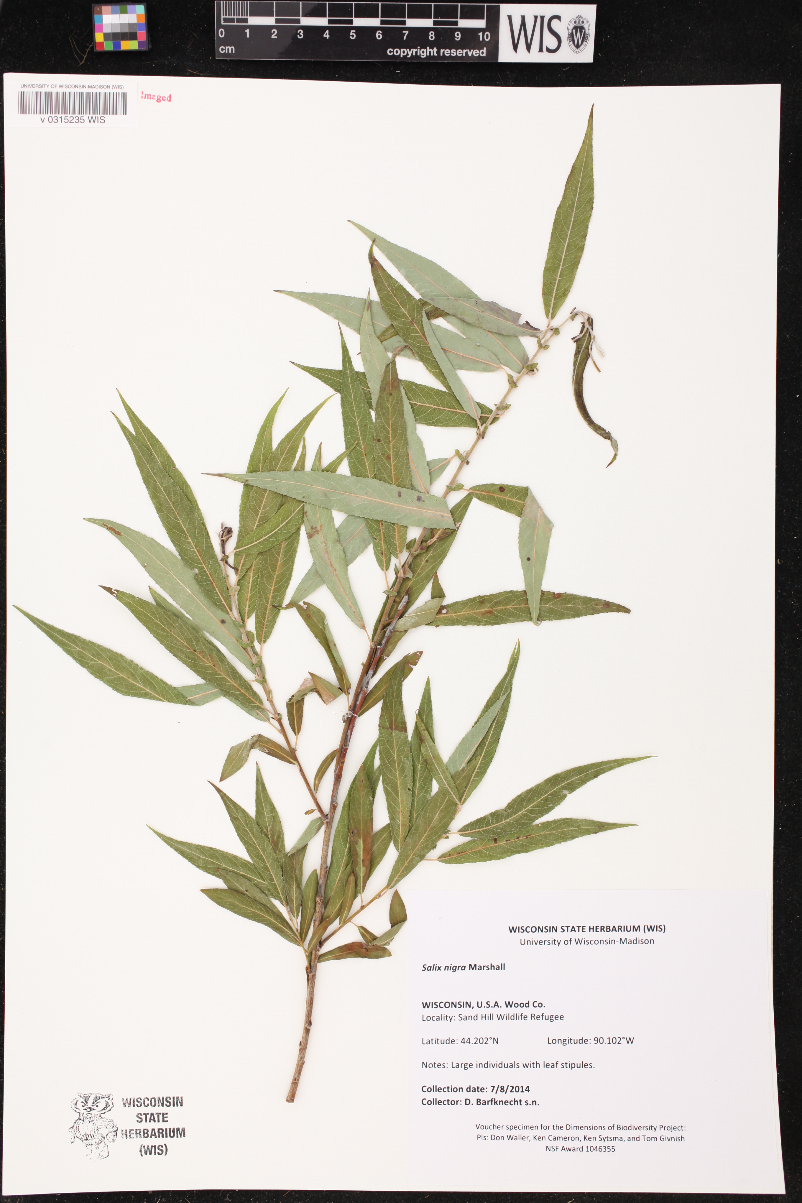 Salix nigra image