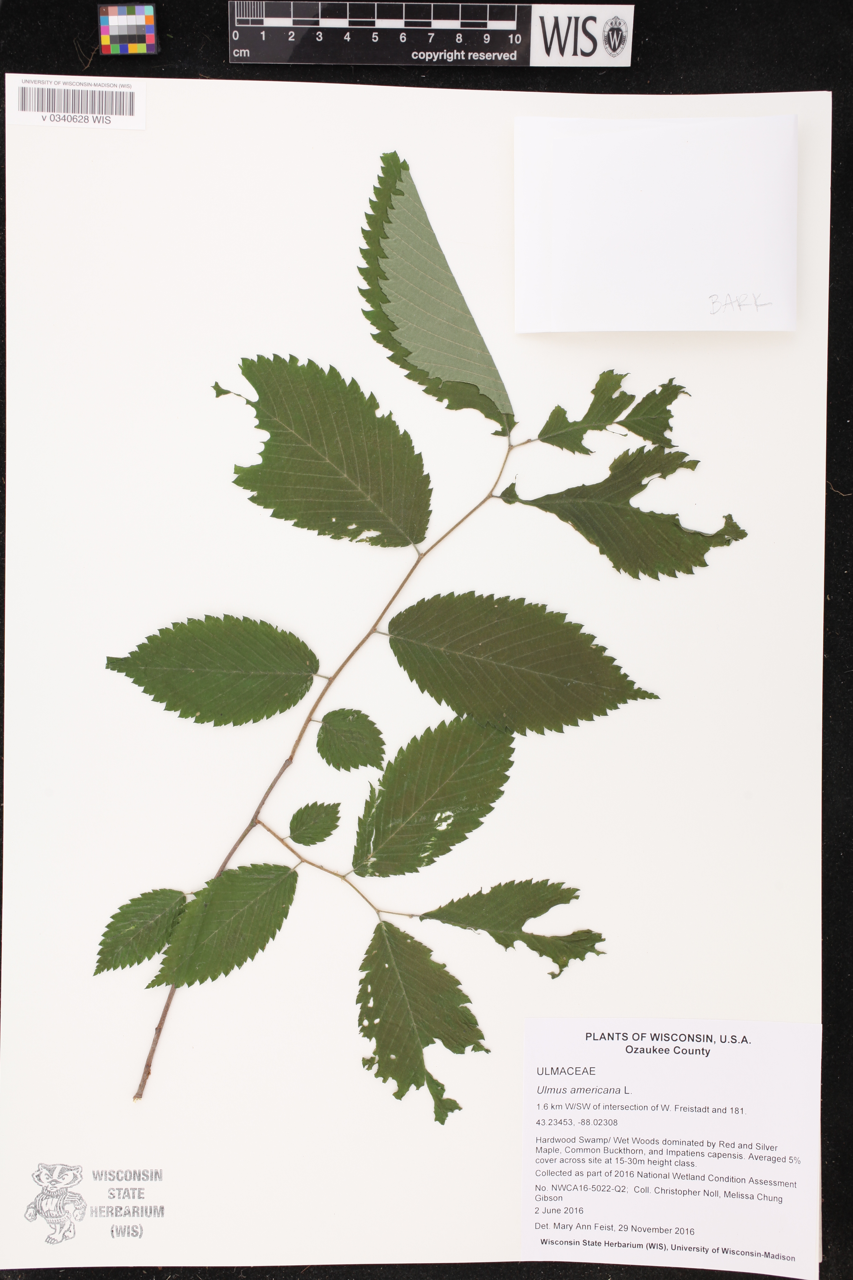 Ulmus americana image
