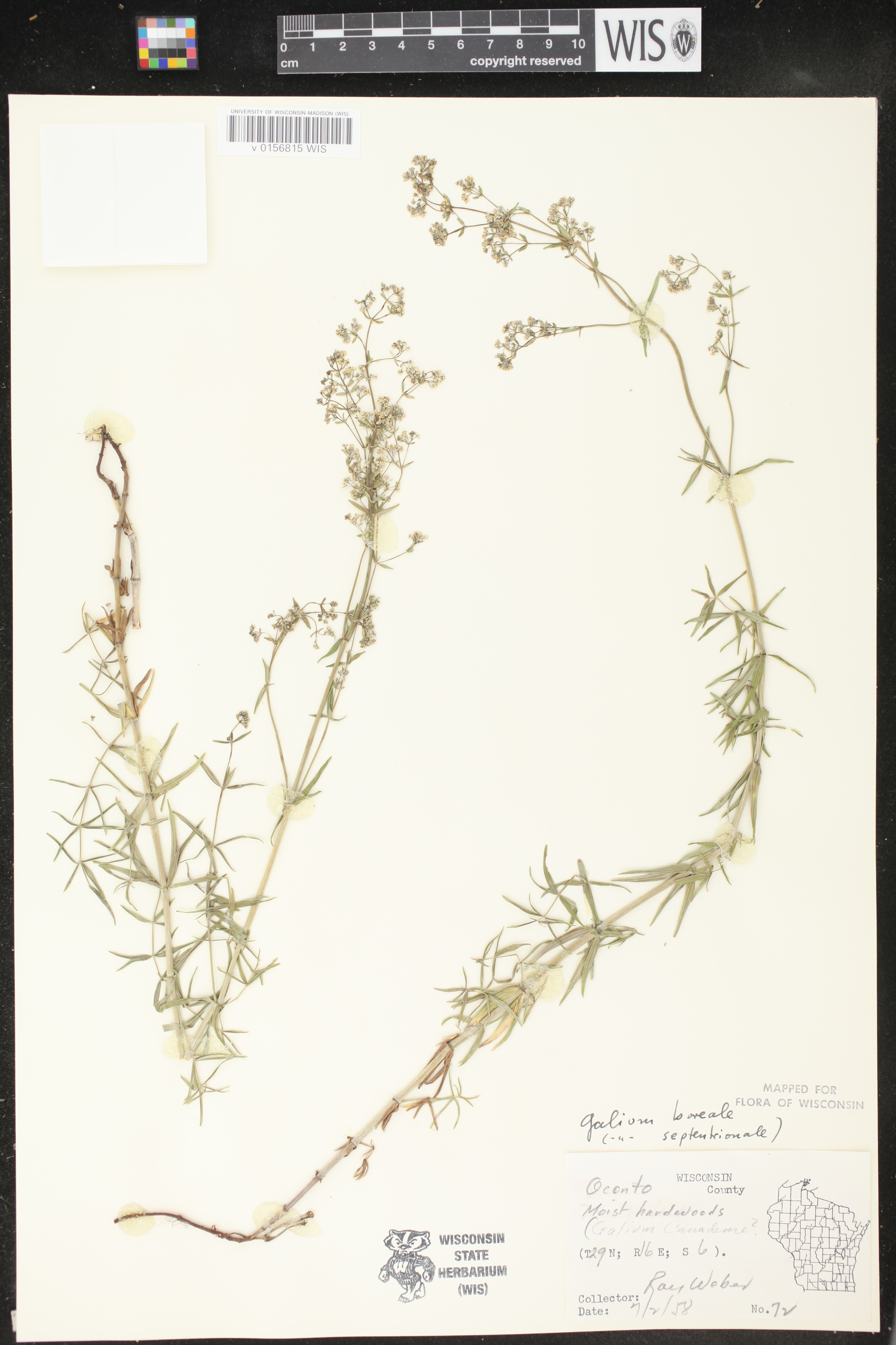 Galium boreale image