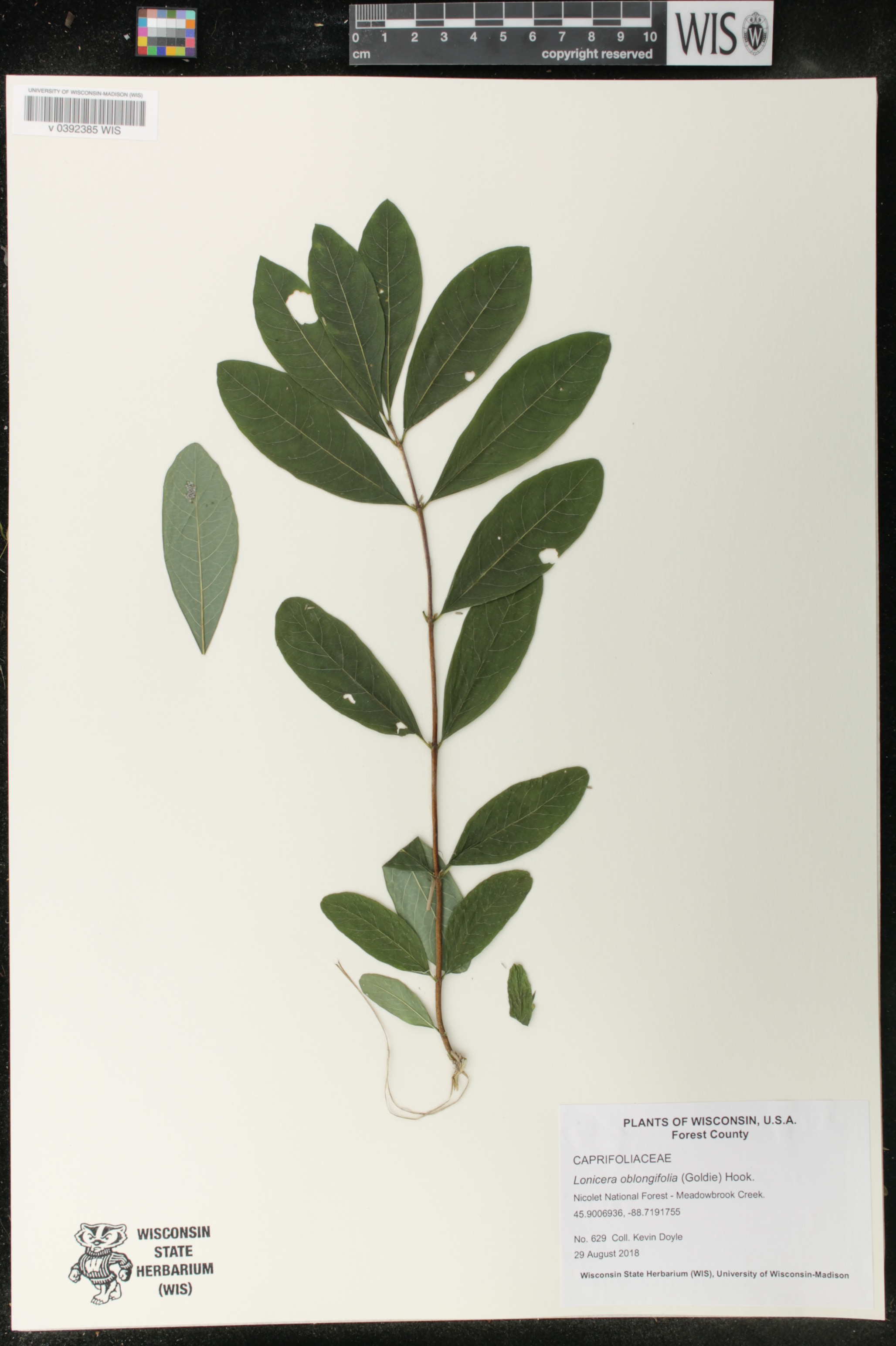 Lonicera oblongifolia image