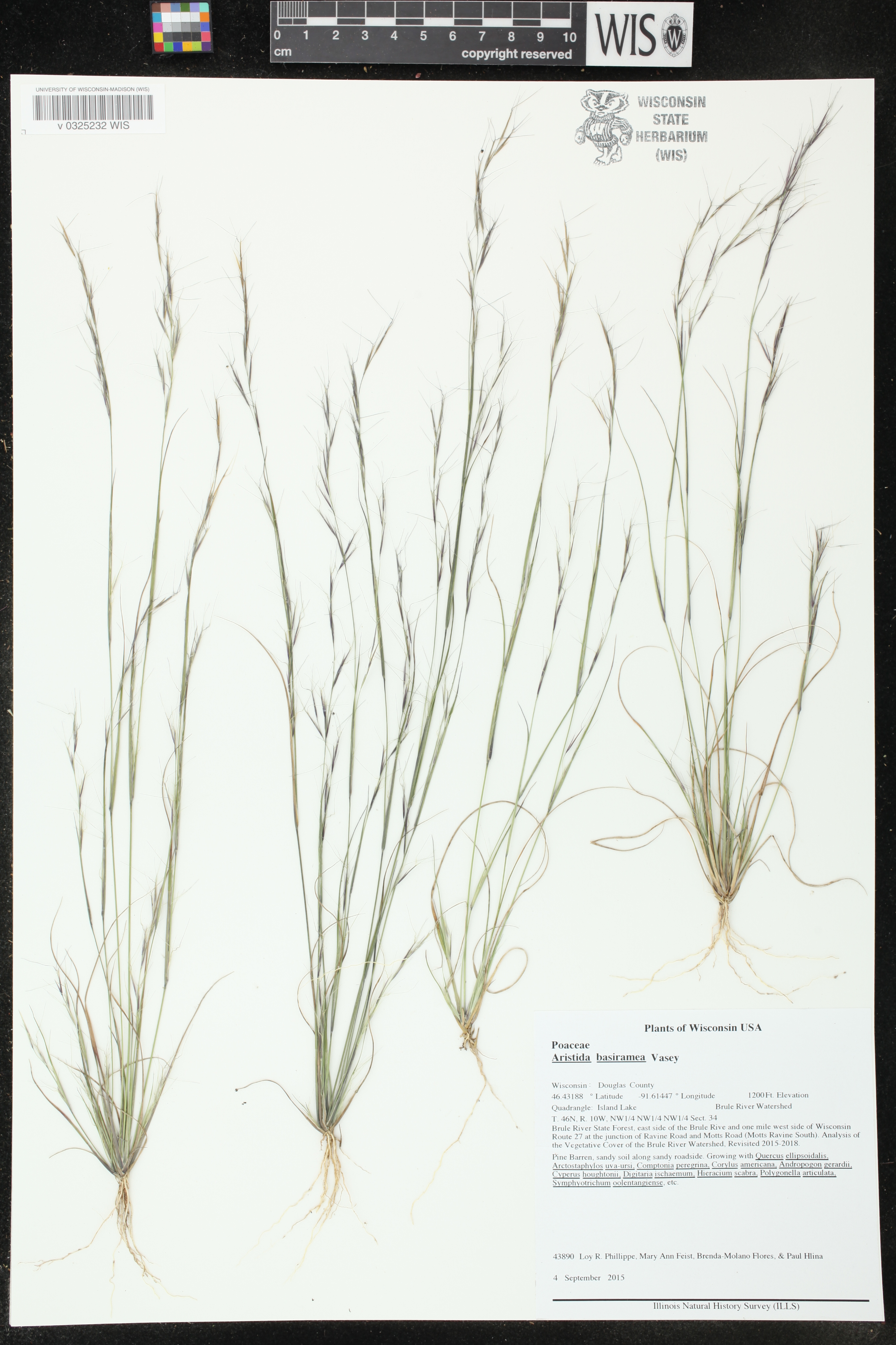 Aristida basiramea image