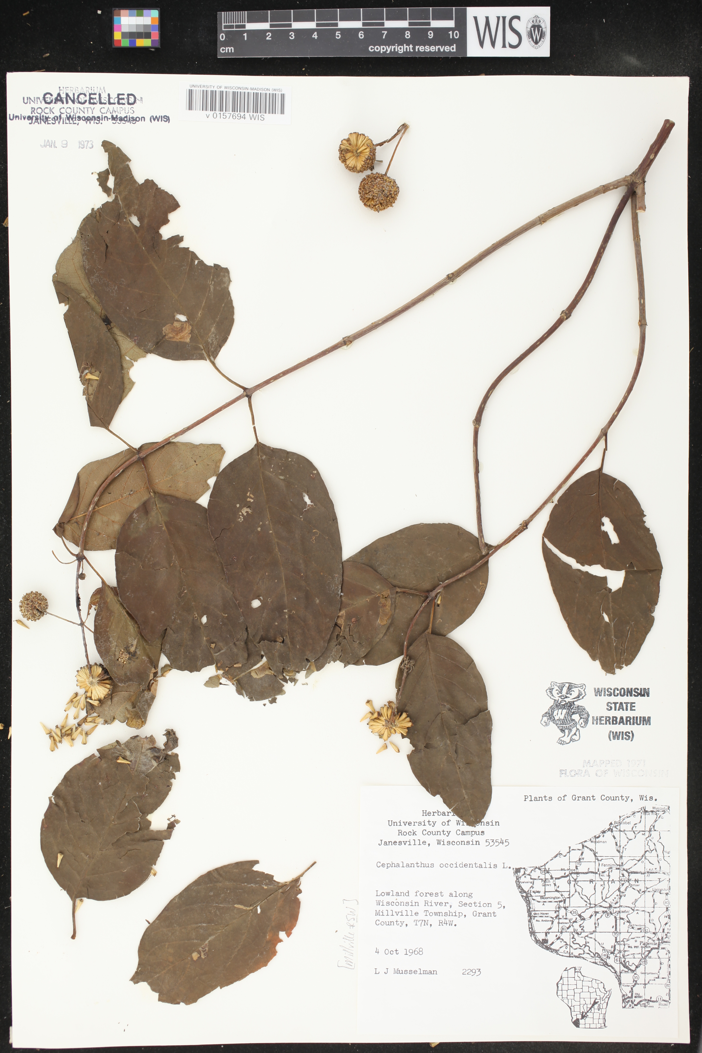 Cephalanthus occidentalis image