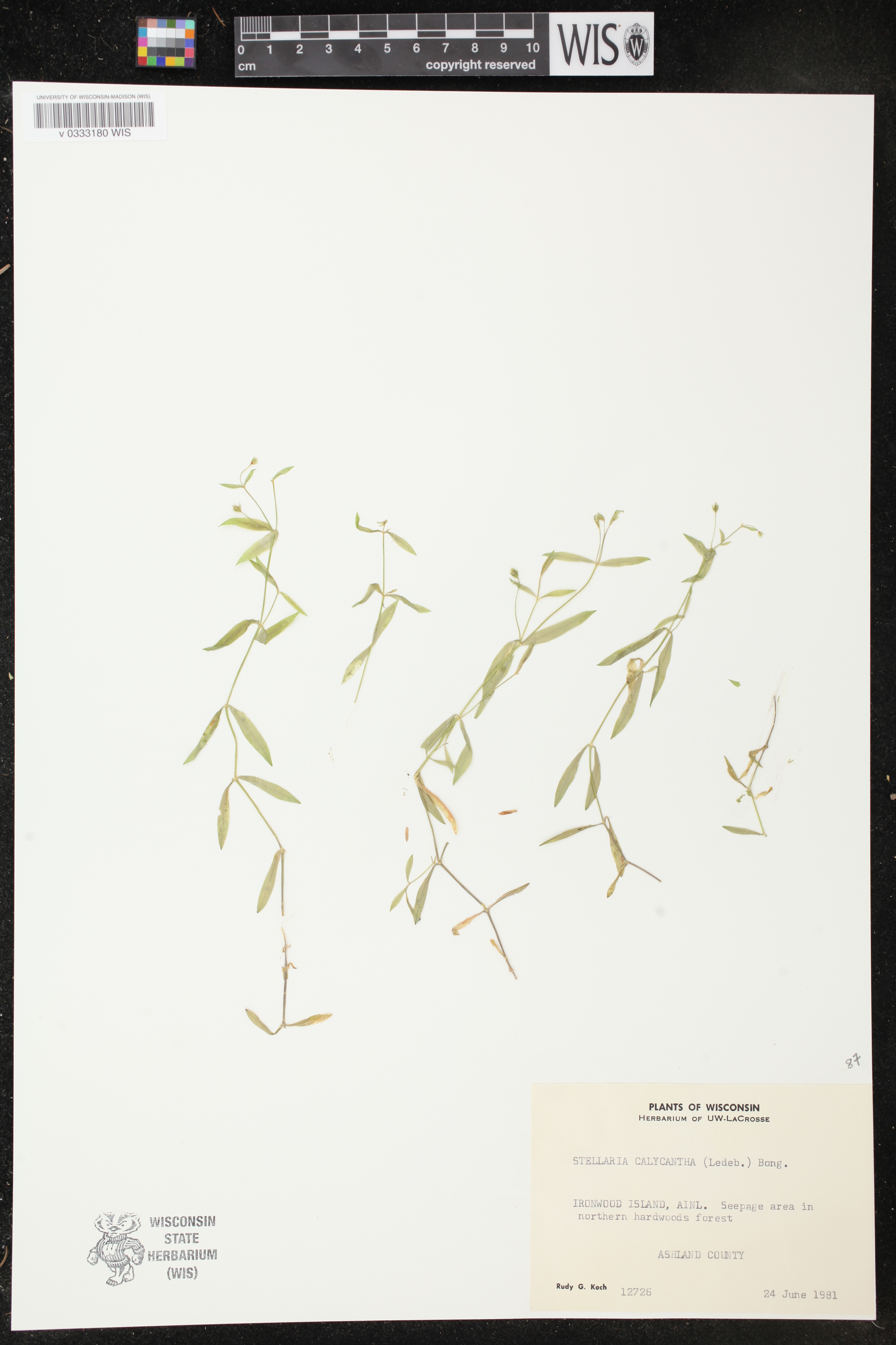 Image of Stellaria borealis