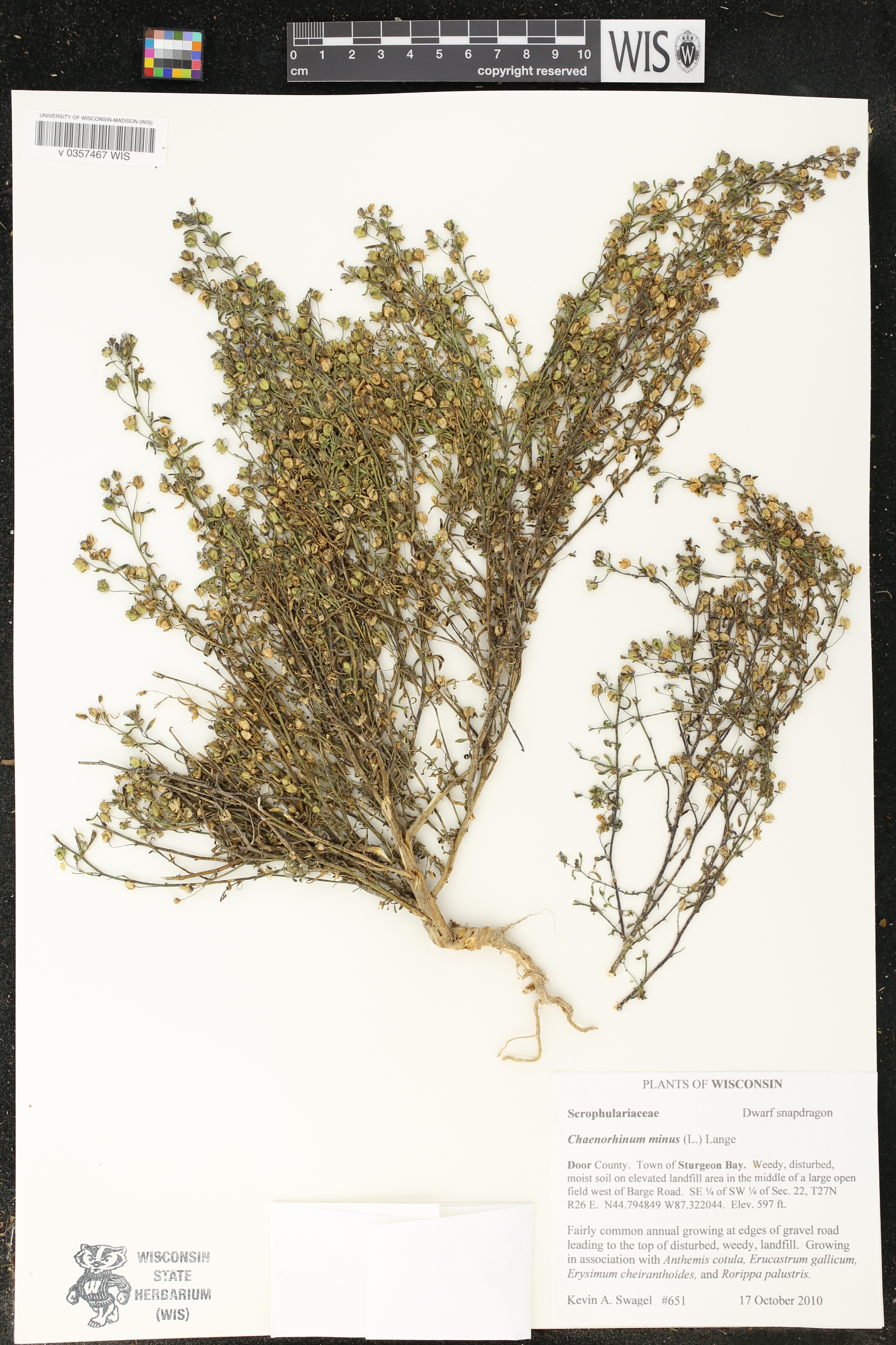 Chaenorhinum minus image