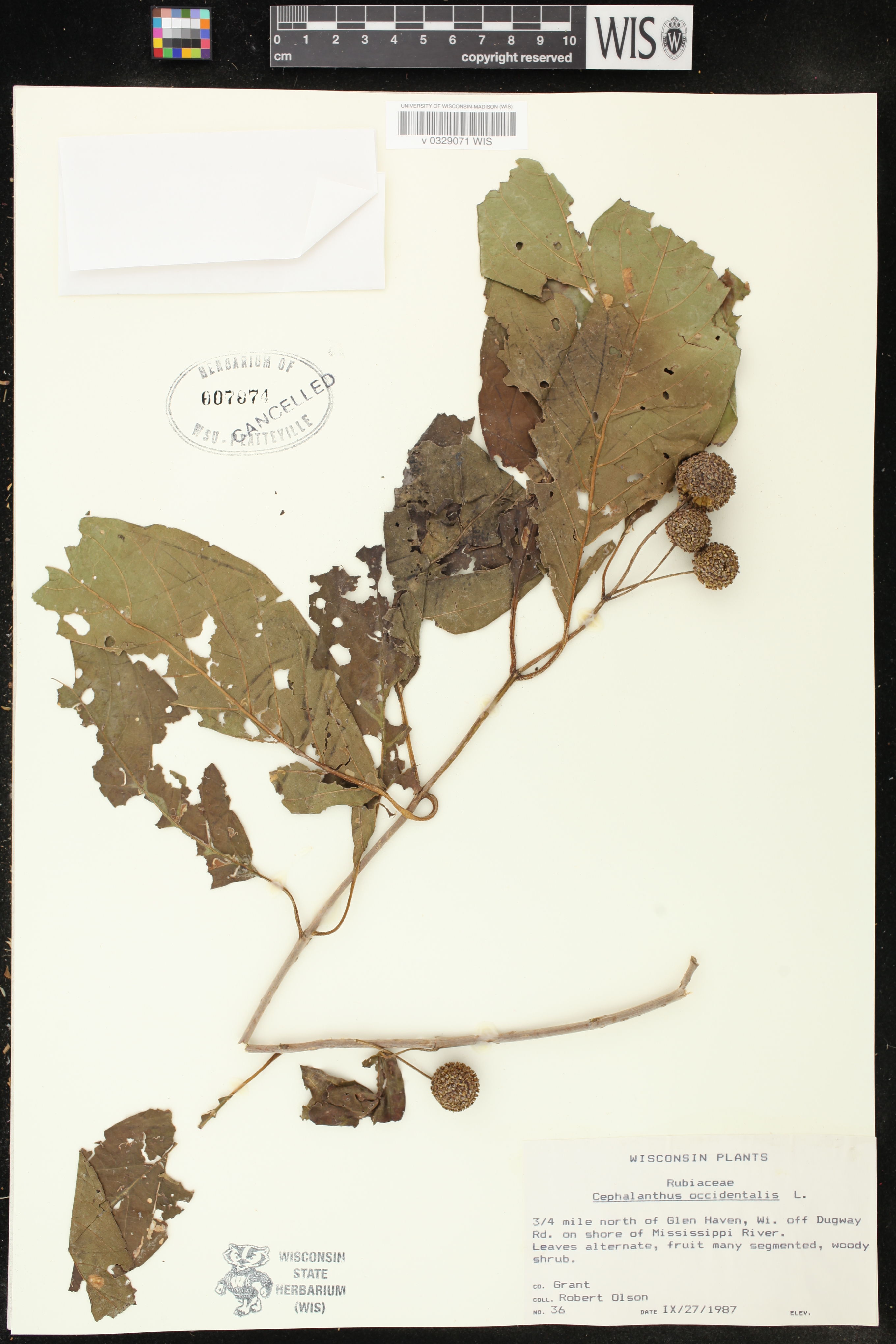 Cephalanthus occidentalis image