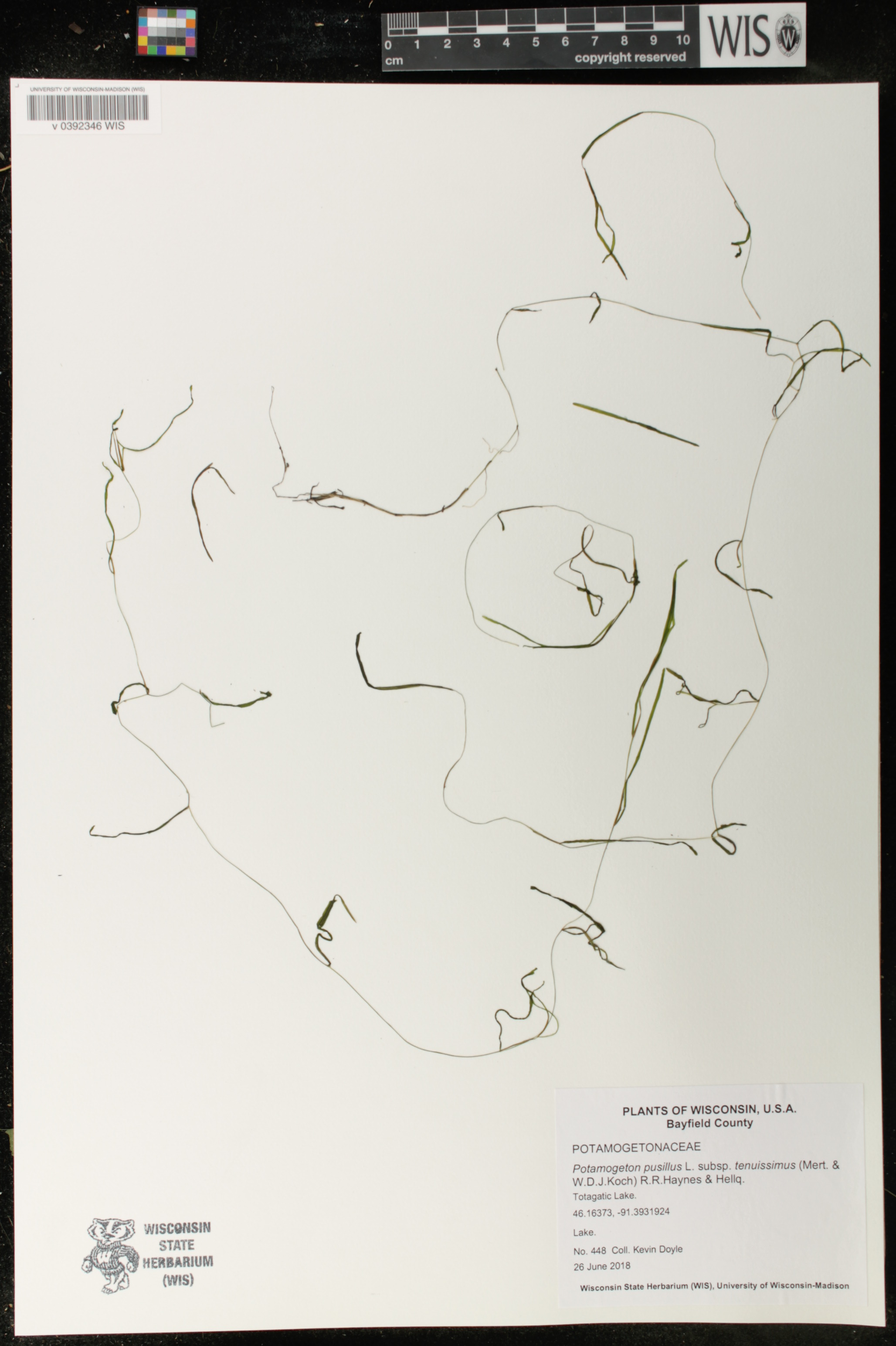 Potamogeton berchtoldii image