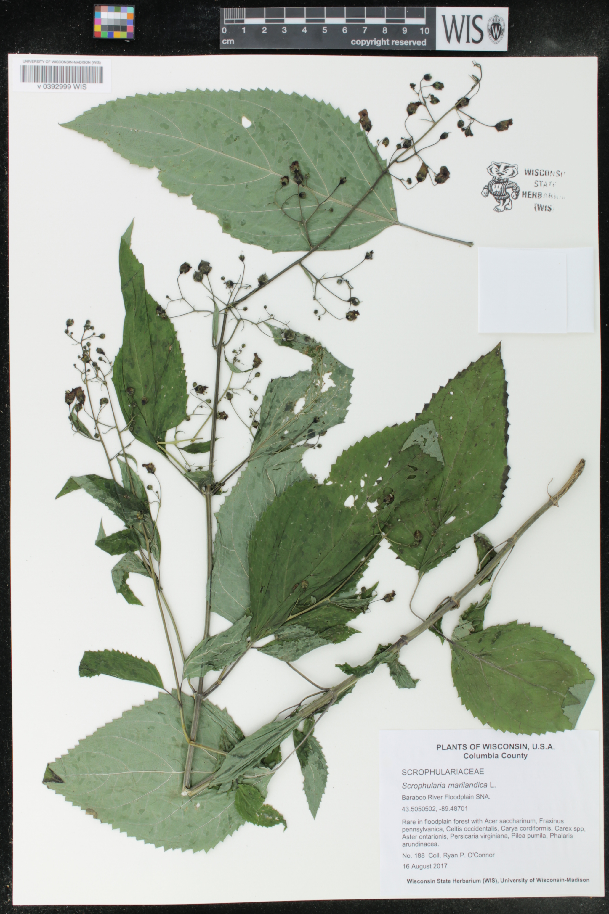 Scrophularia marilandica image