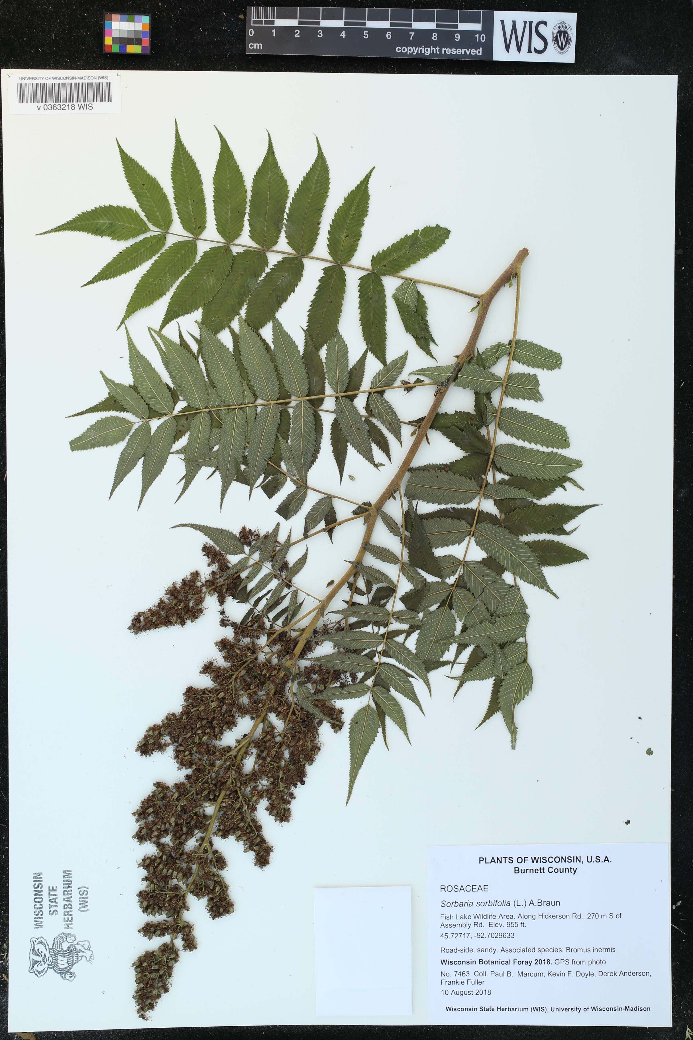 Sorbaria sorbifolia image