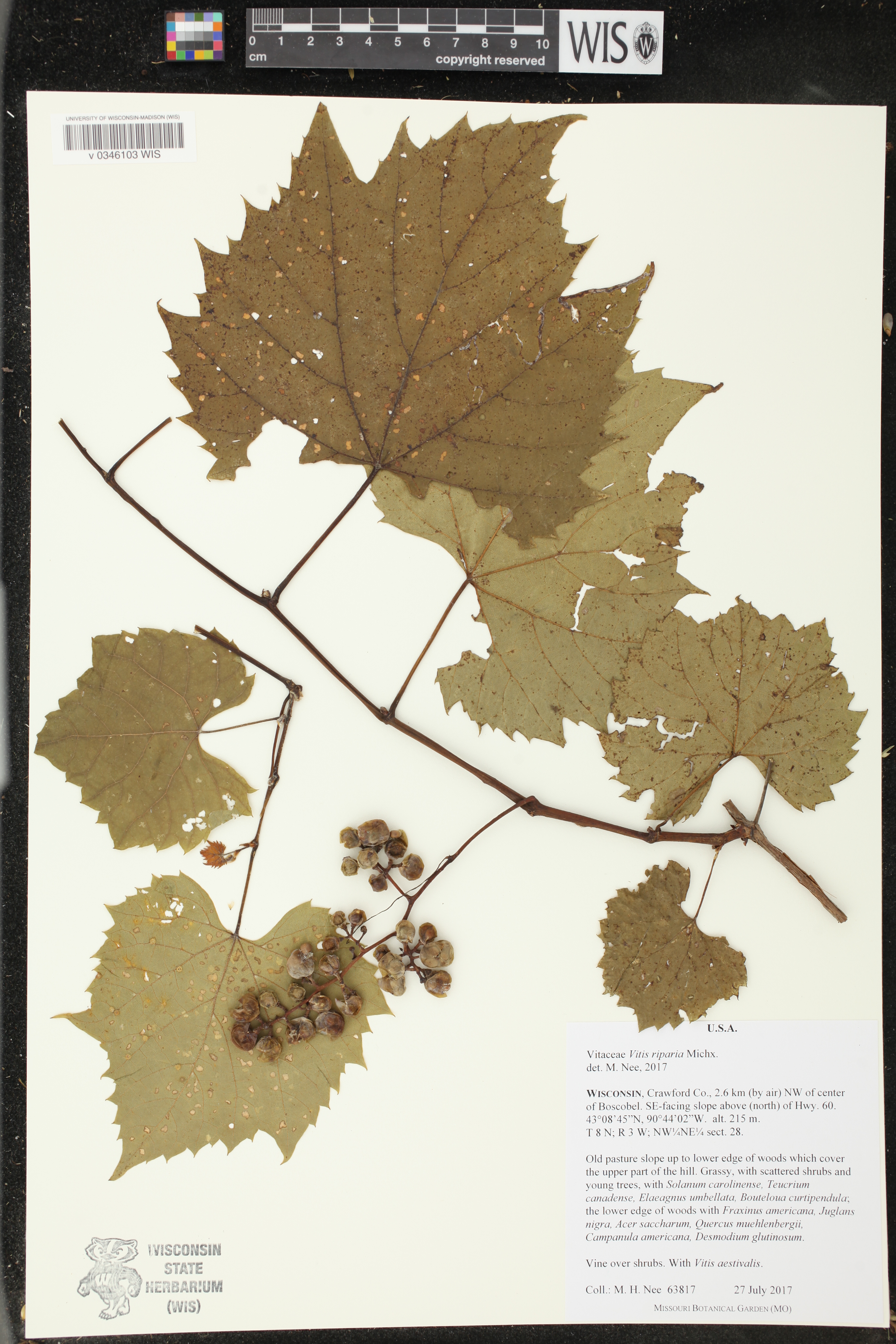 Vitis riparia image