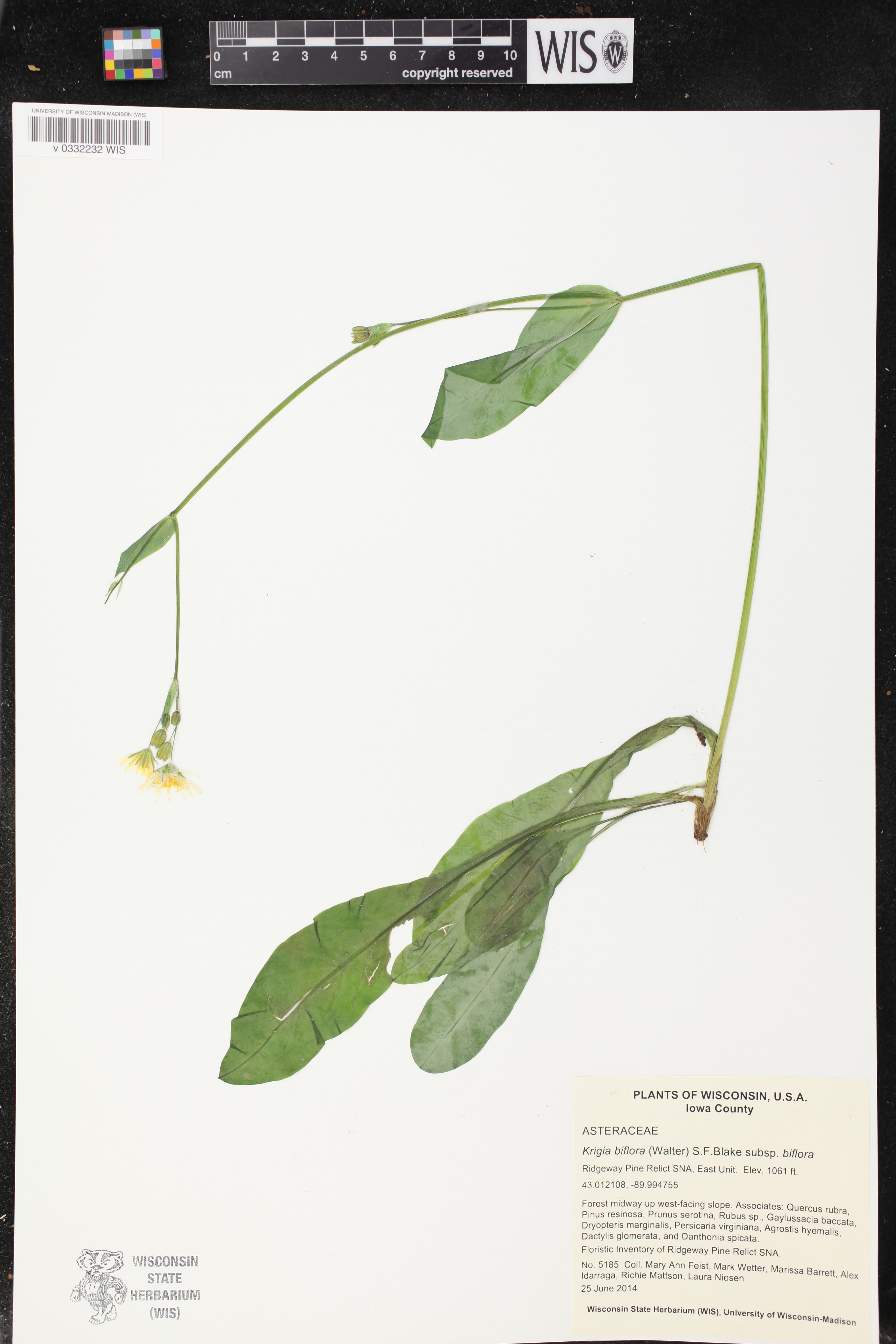 Image of Krigia biflora subsp. biflora