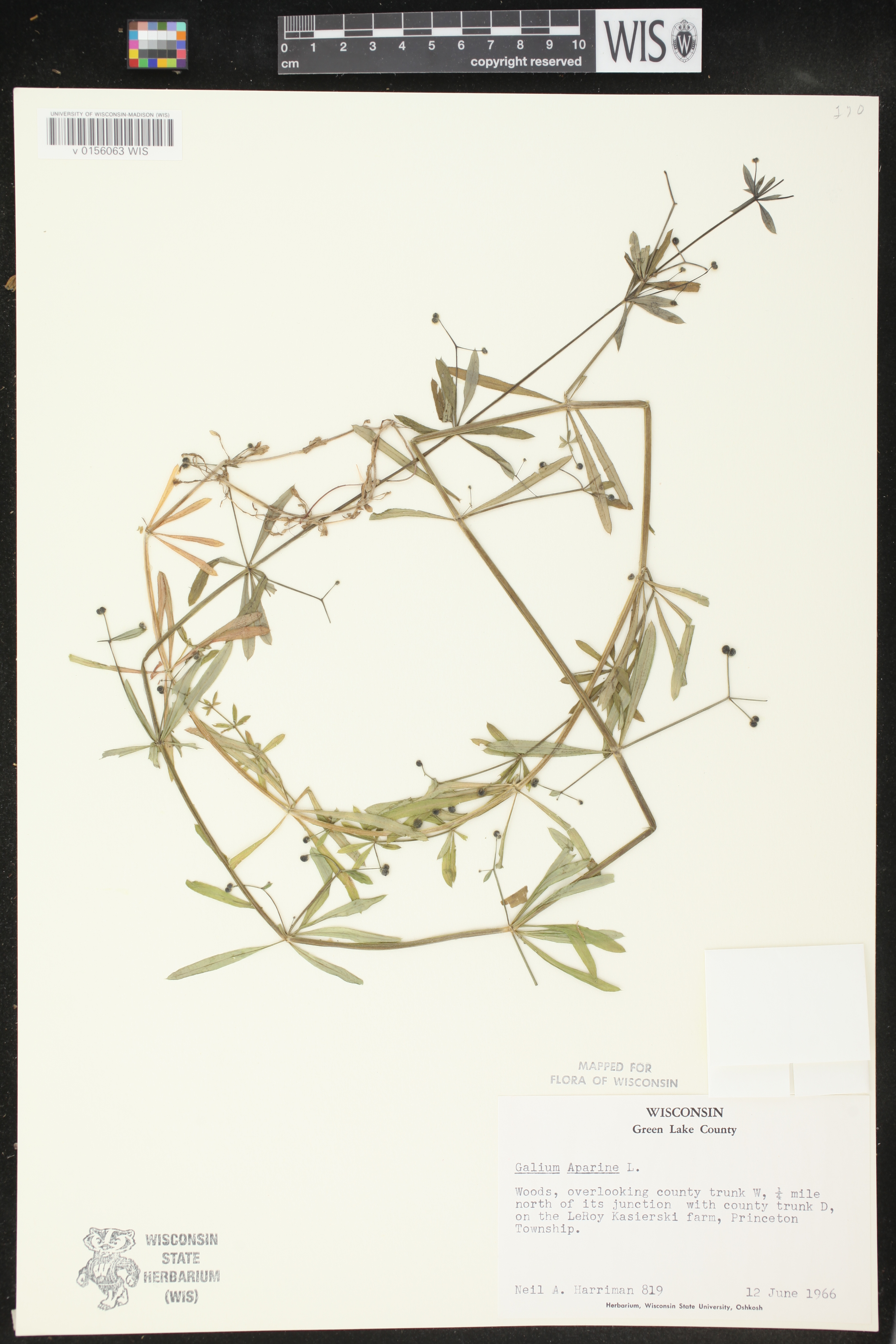 Galium aparine image
