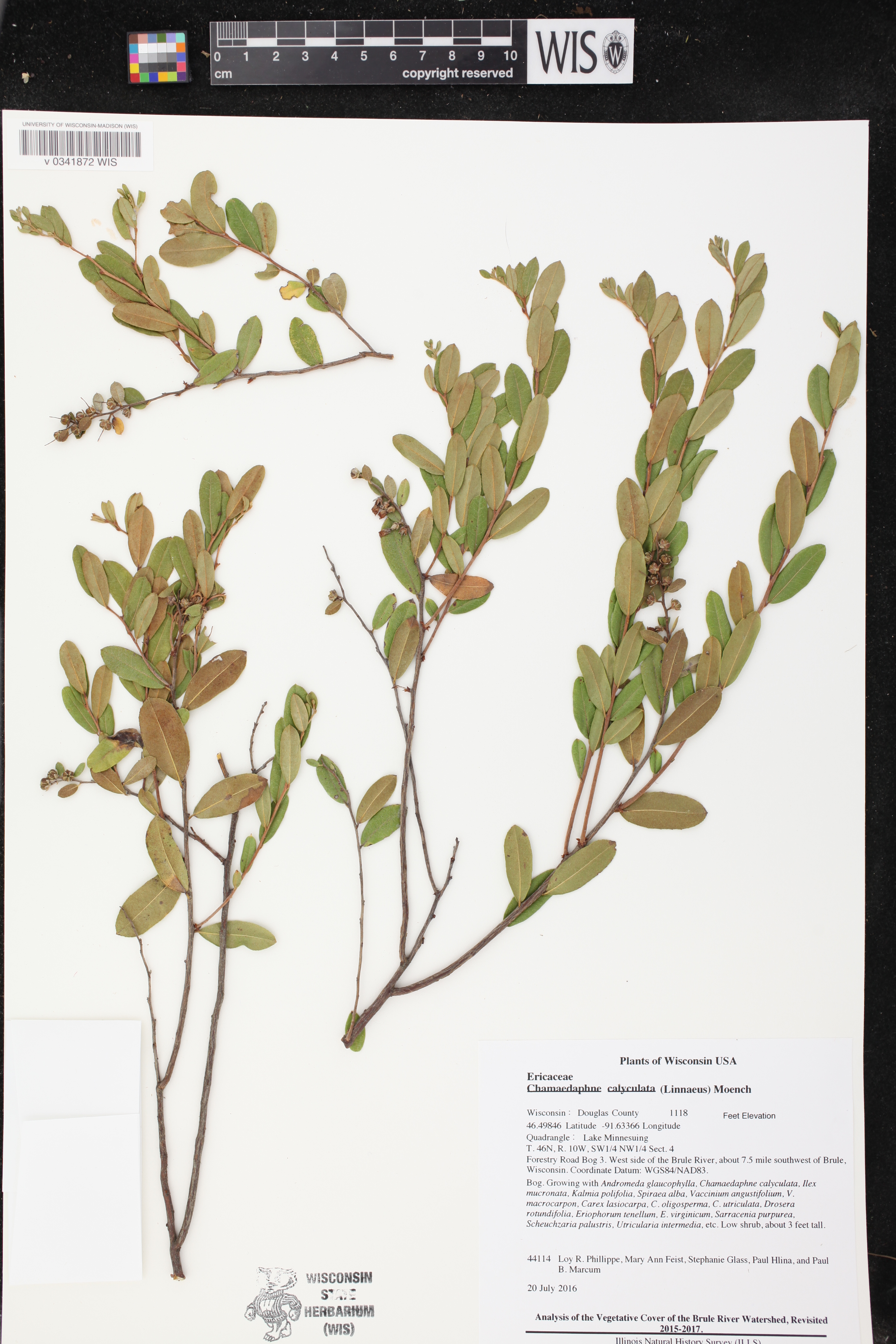 Chamaedaphne calyculata image