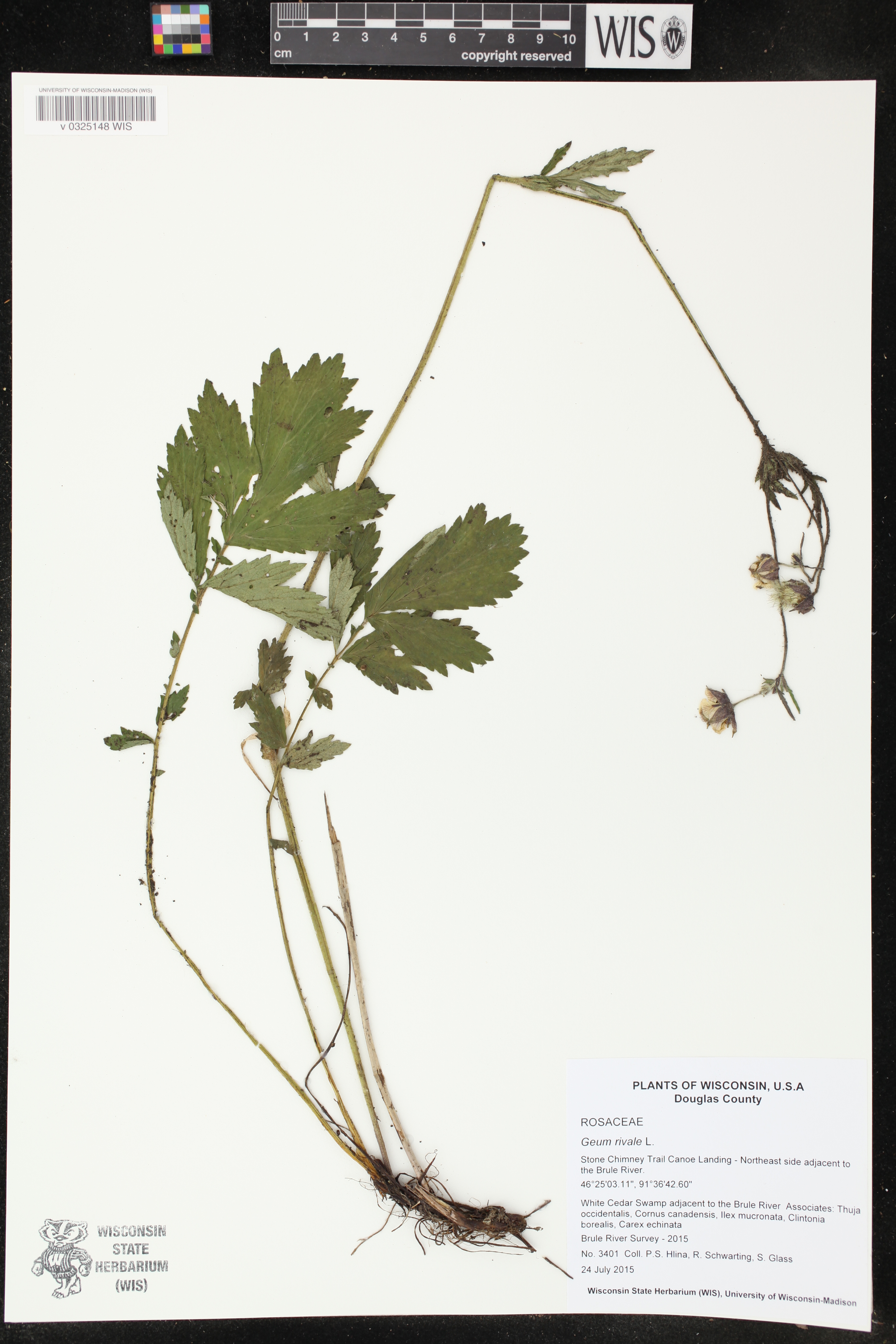 Geum rivale image