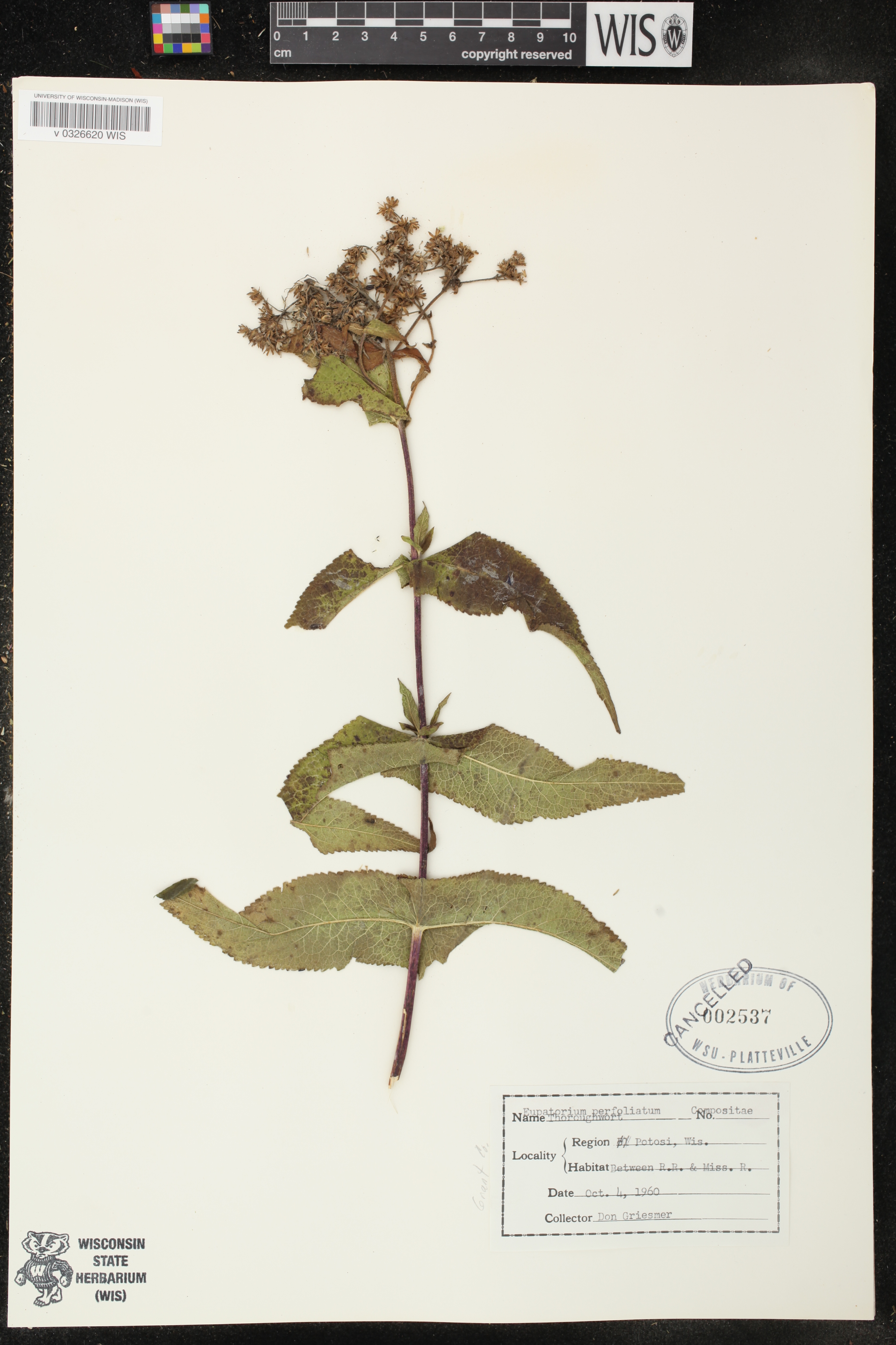 Eupatorium perfoliatum image