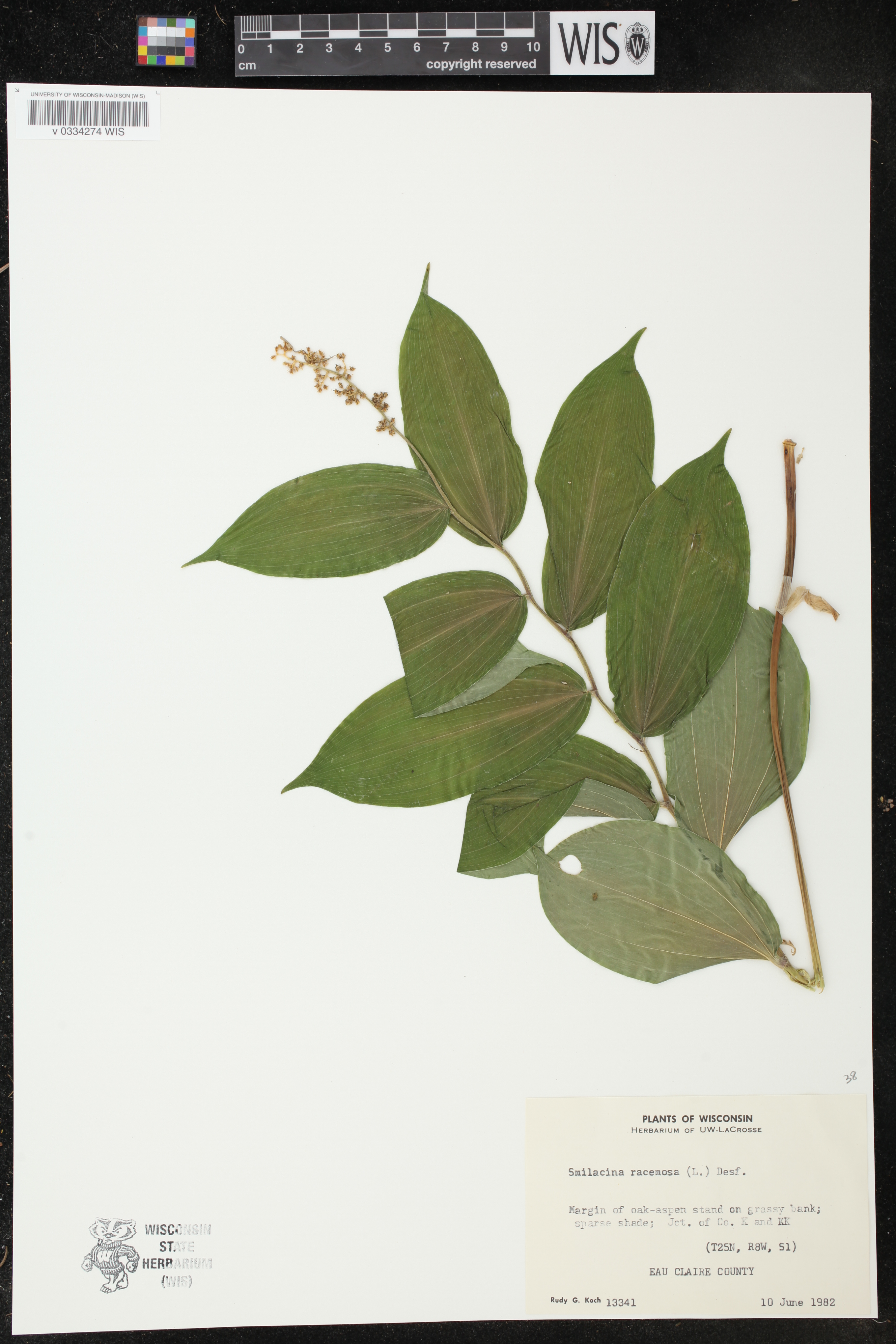 Maianthemum racemosum image