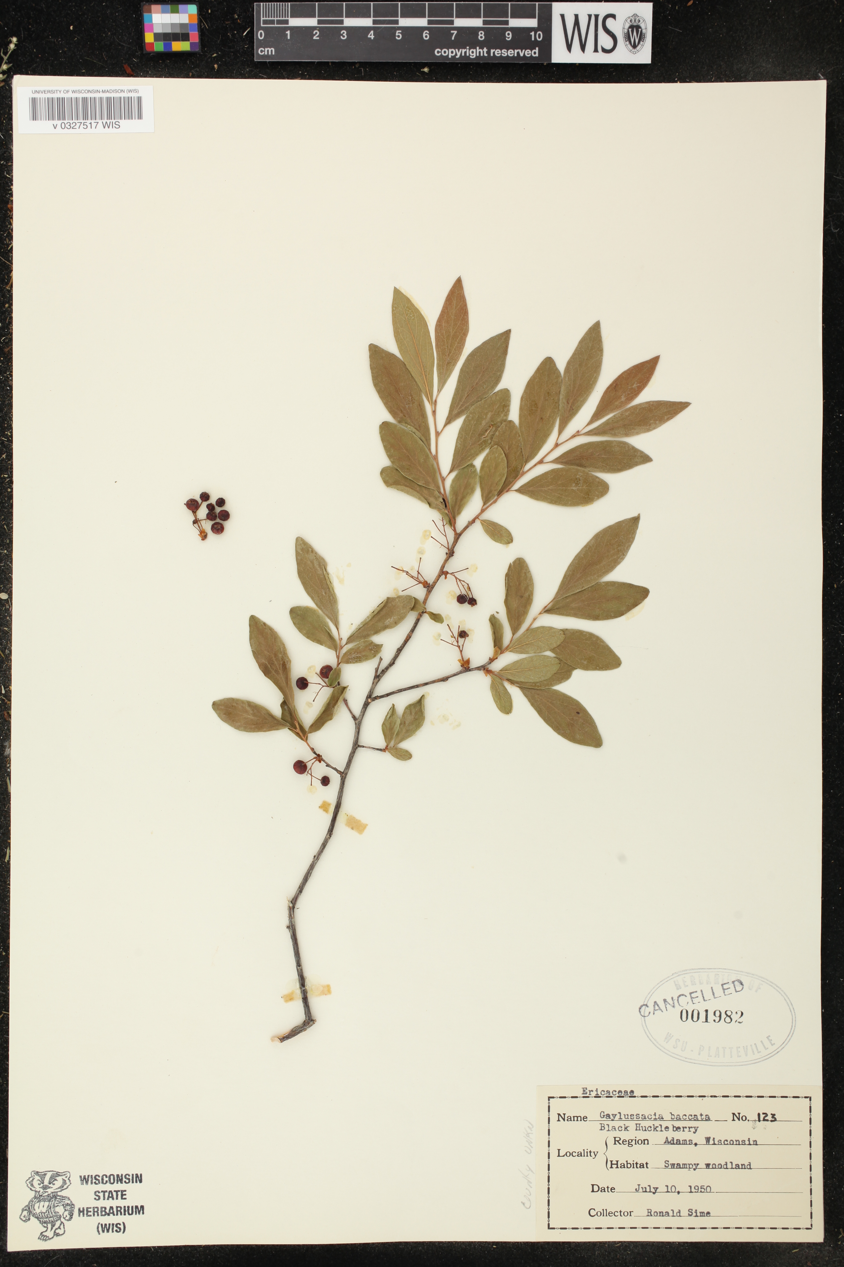 Gaylussacia baccata image