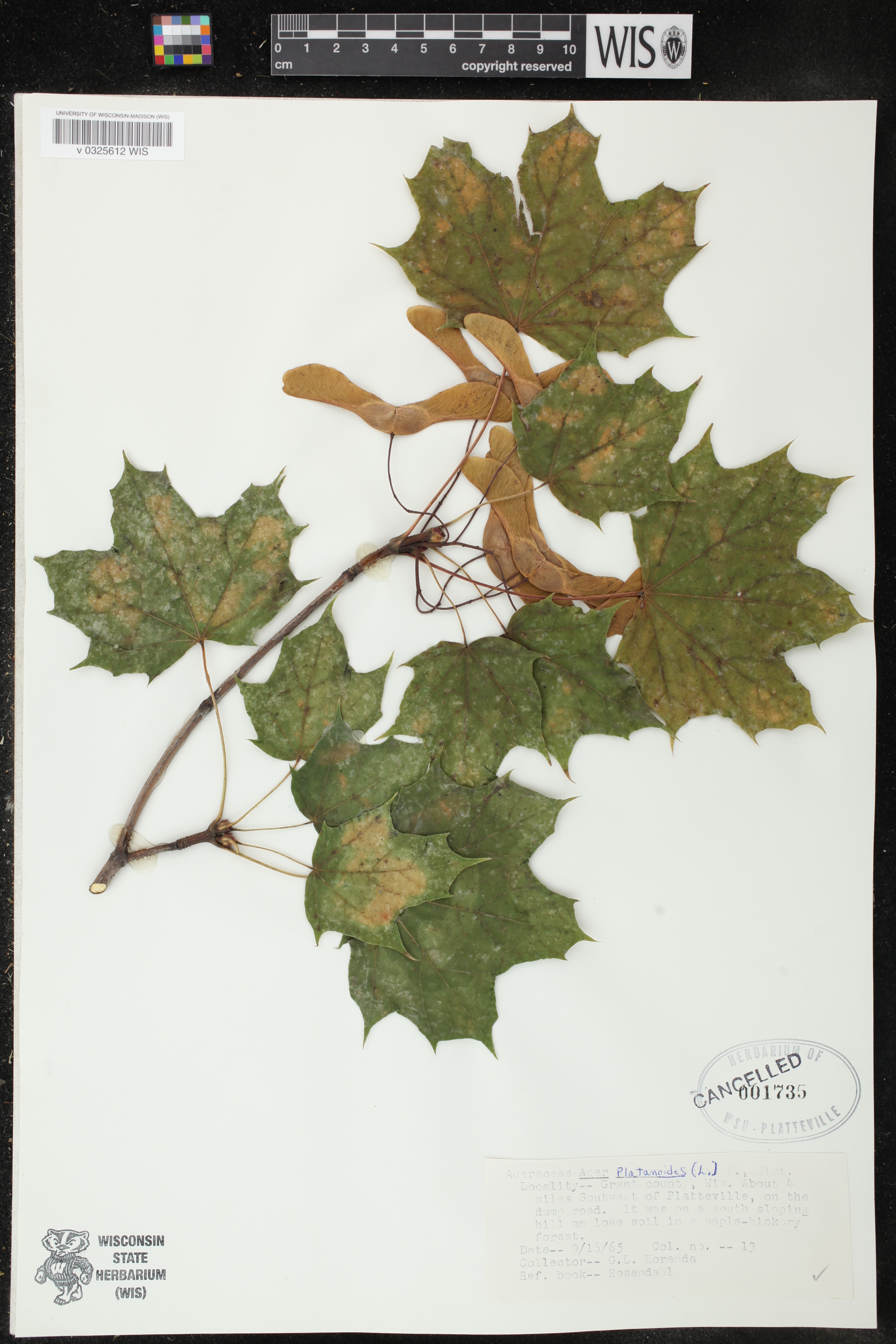Acer platanoides image