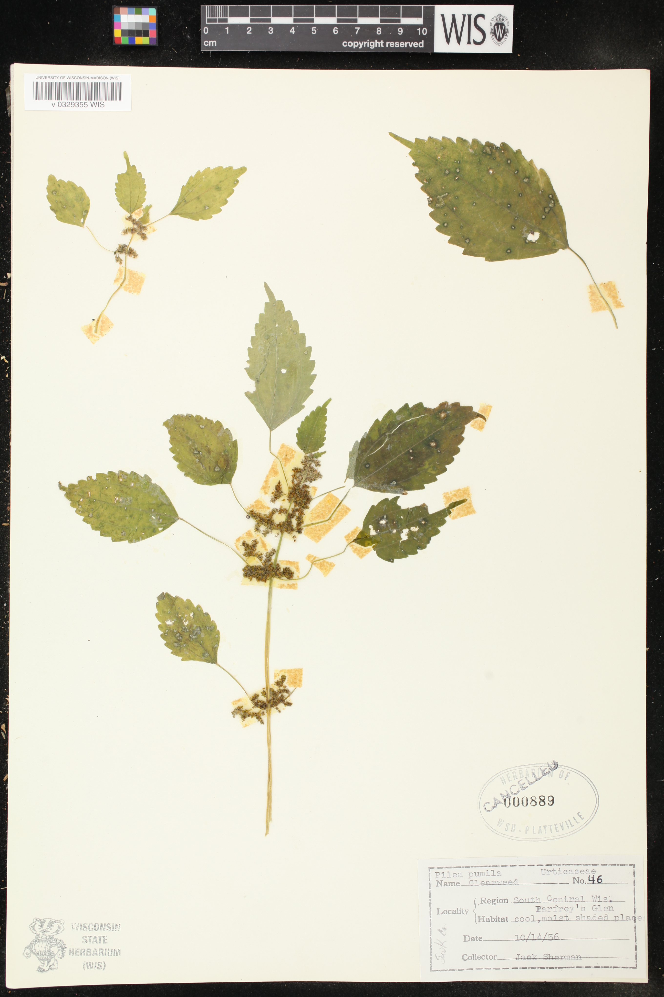 Pilea pumila image