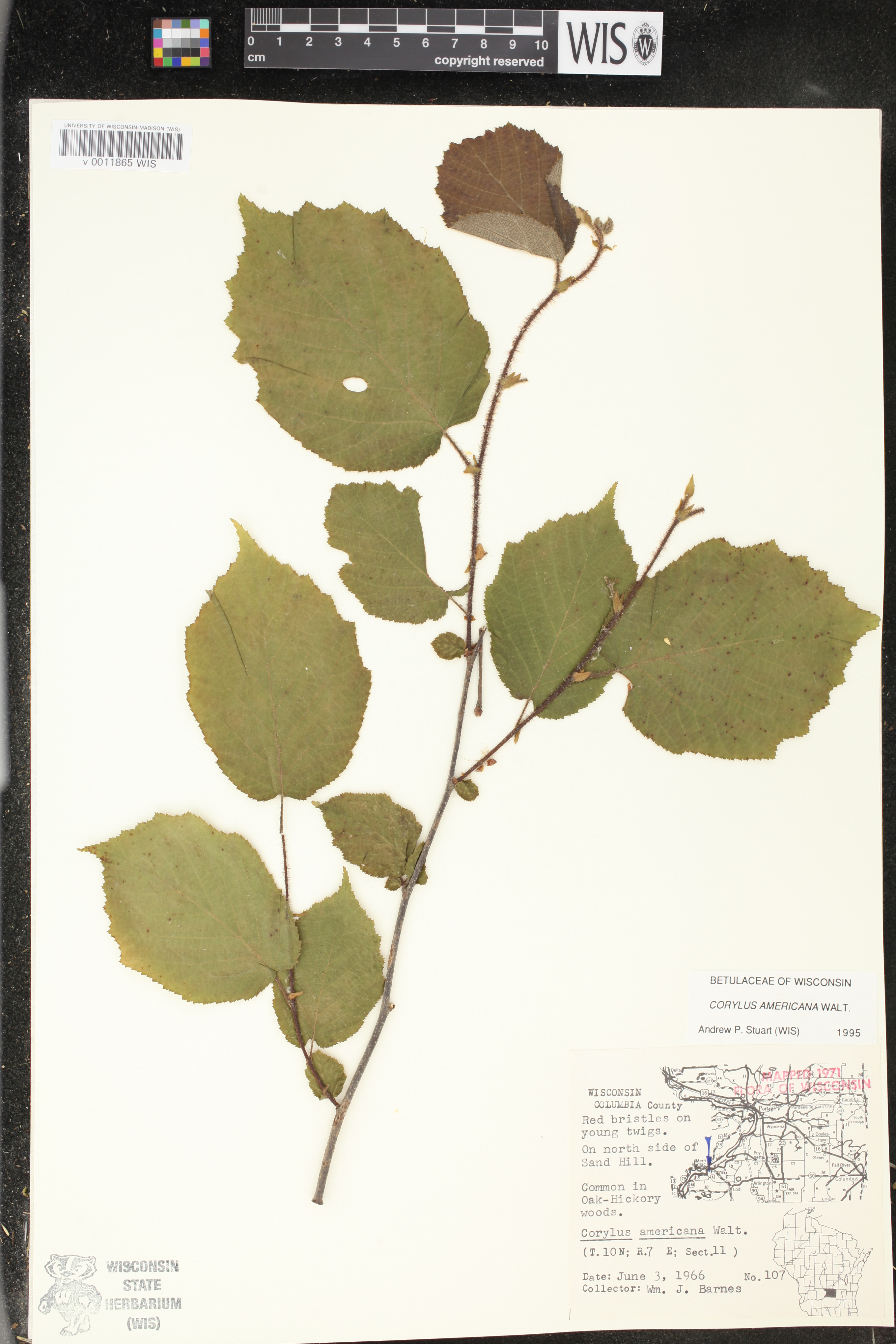 Corylus americana image