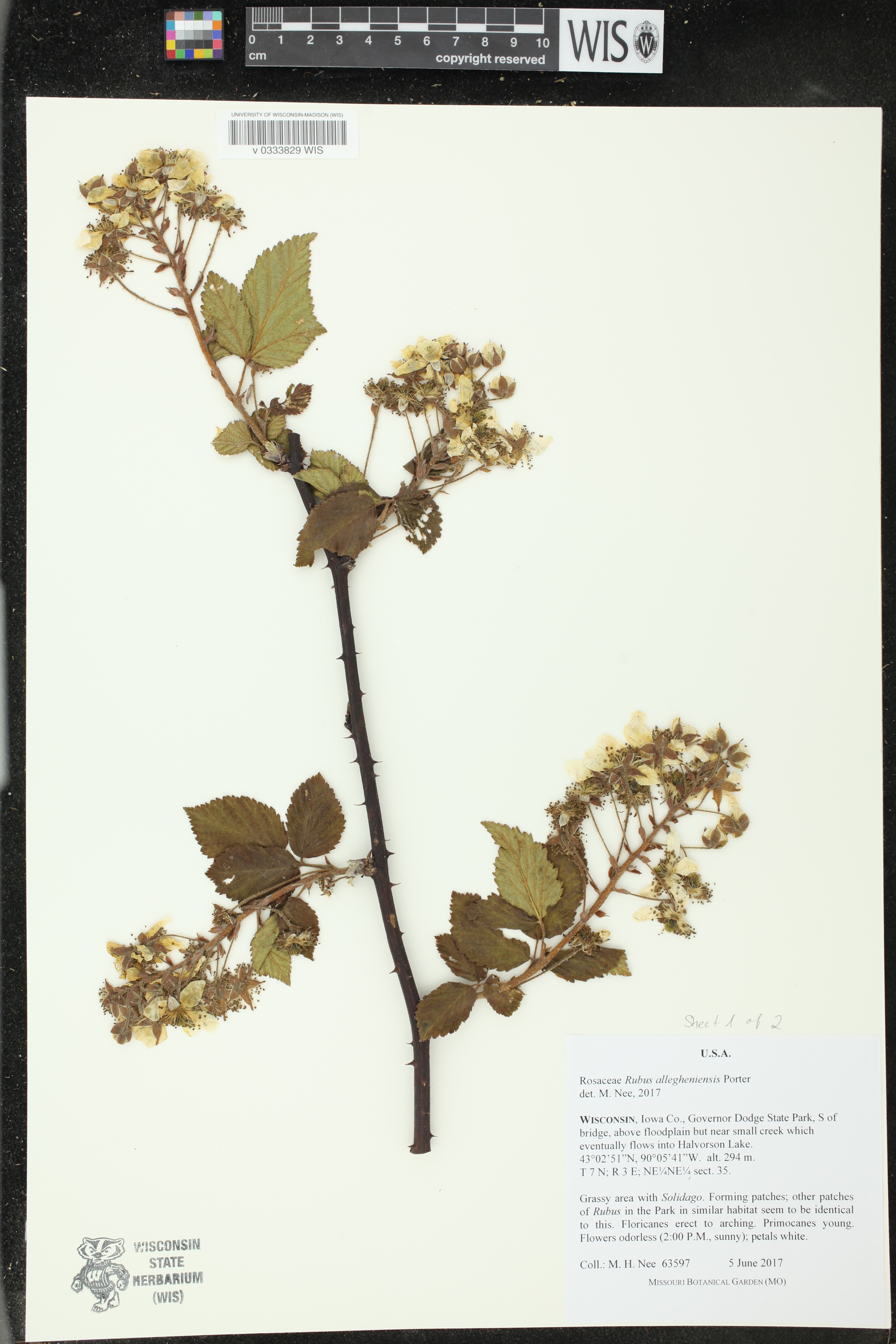 Rubus allegheniensis image