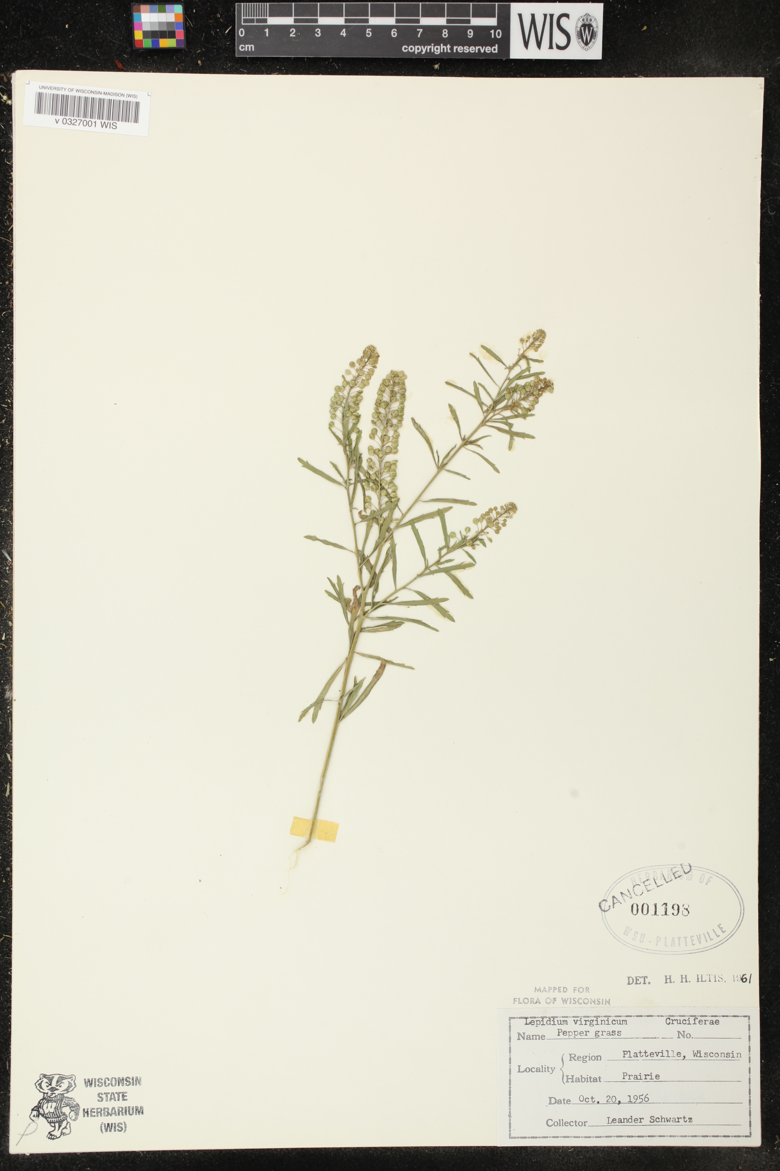 Lepidium virginicum image