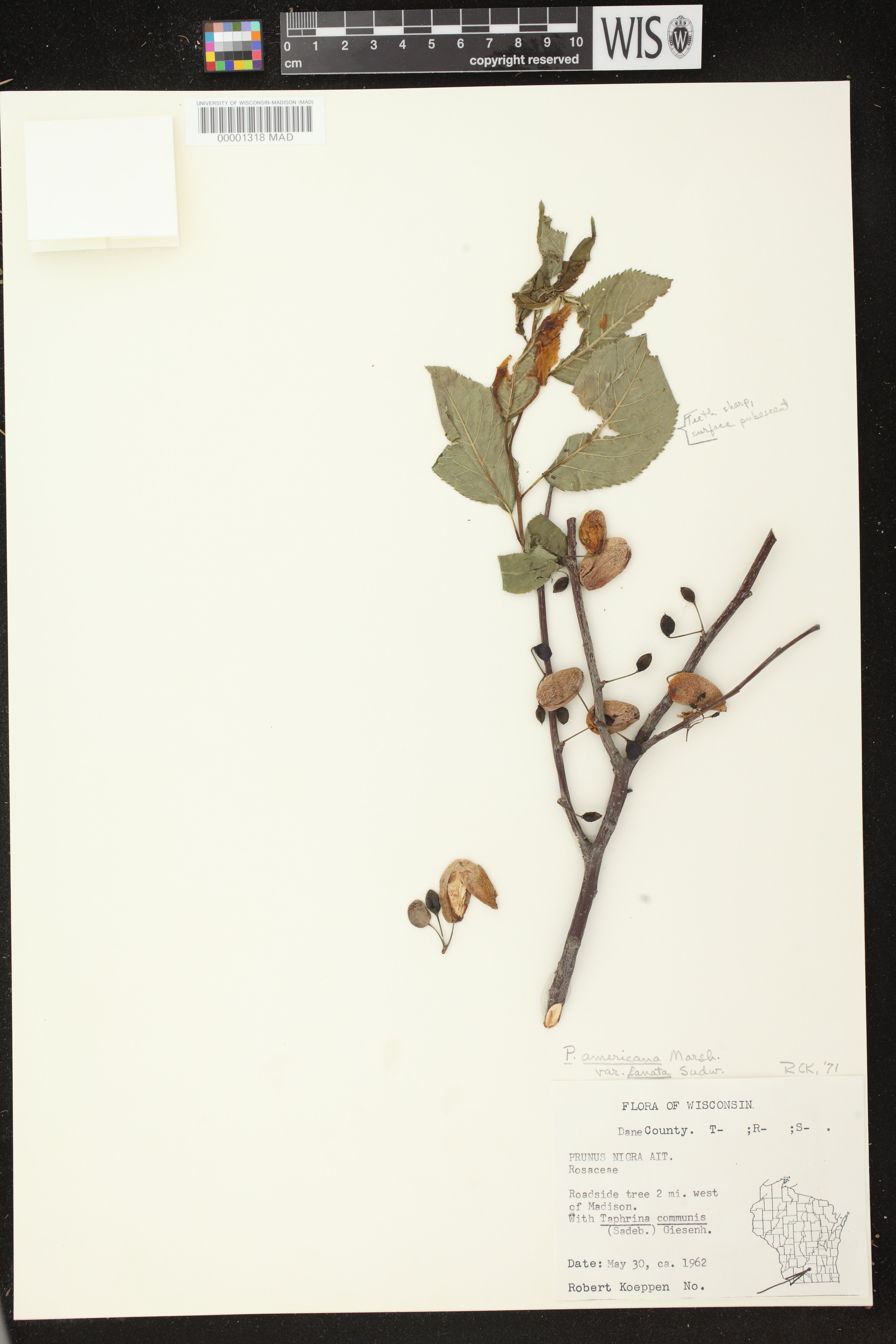 Prunus americana image