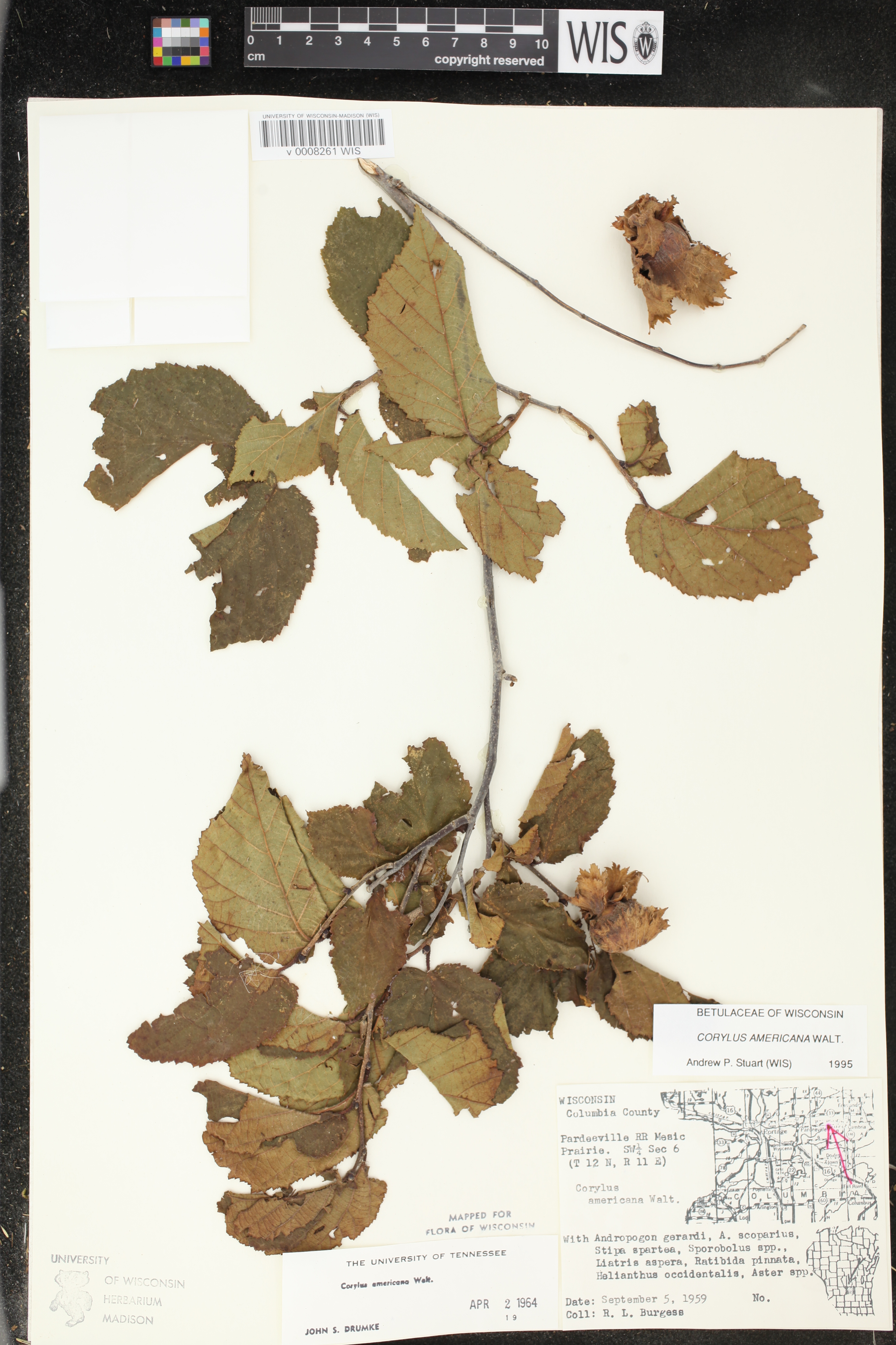 Corylus americana image
