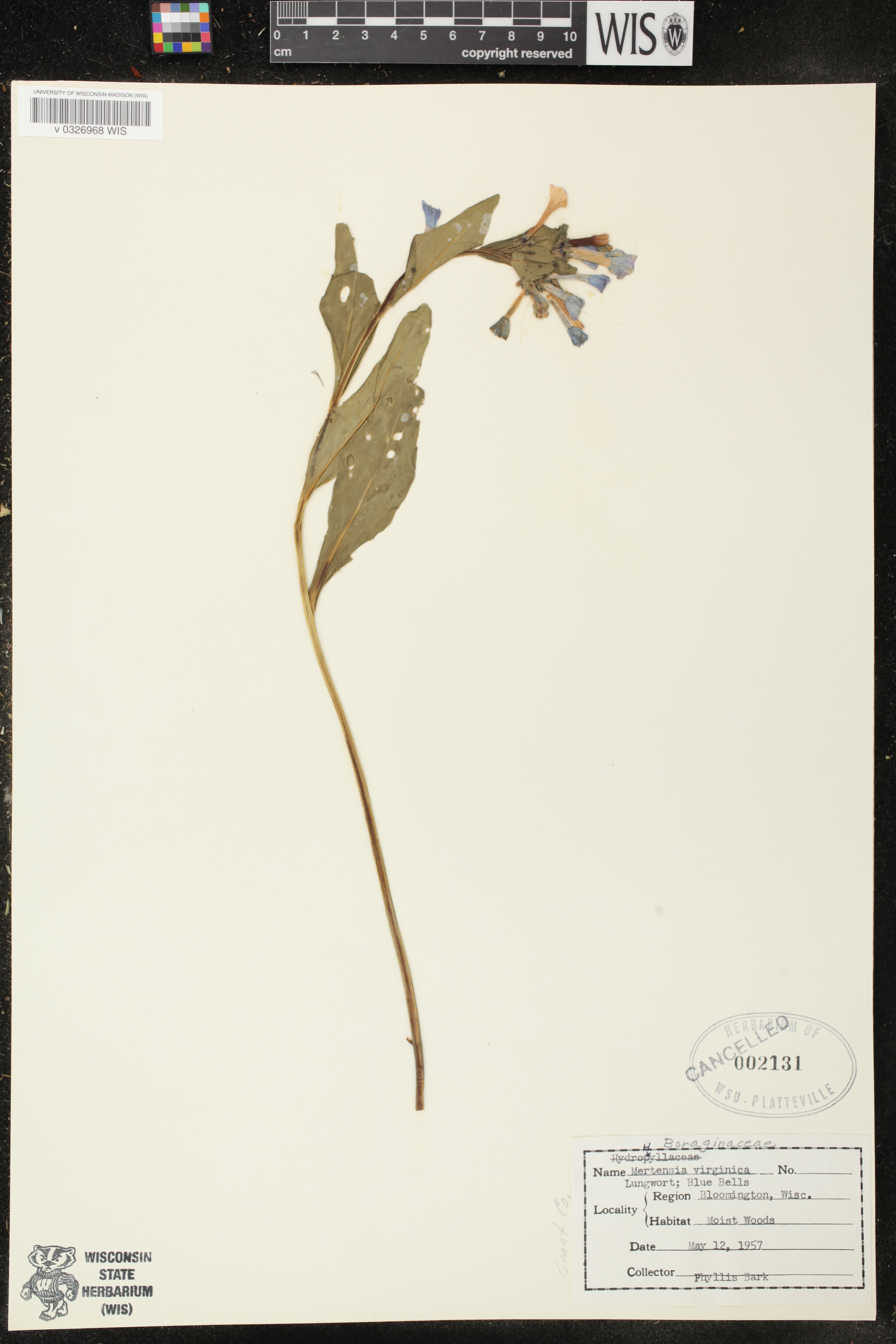 Mertensia virginica image