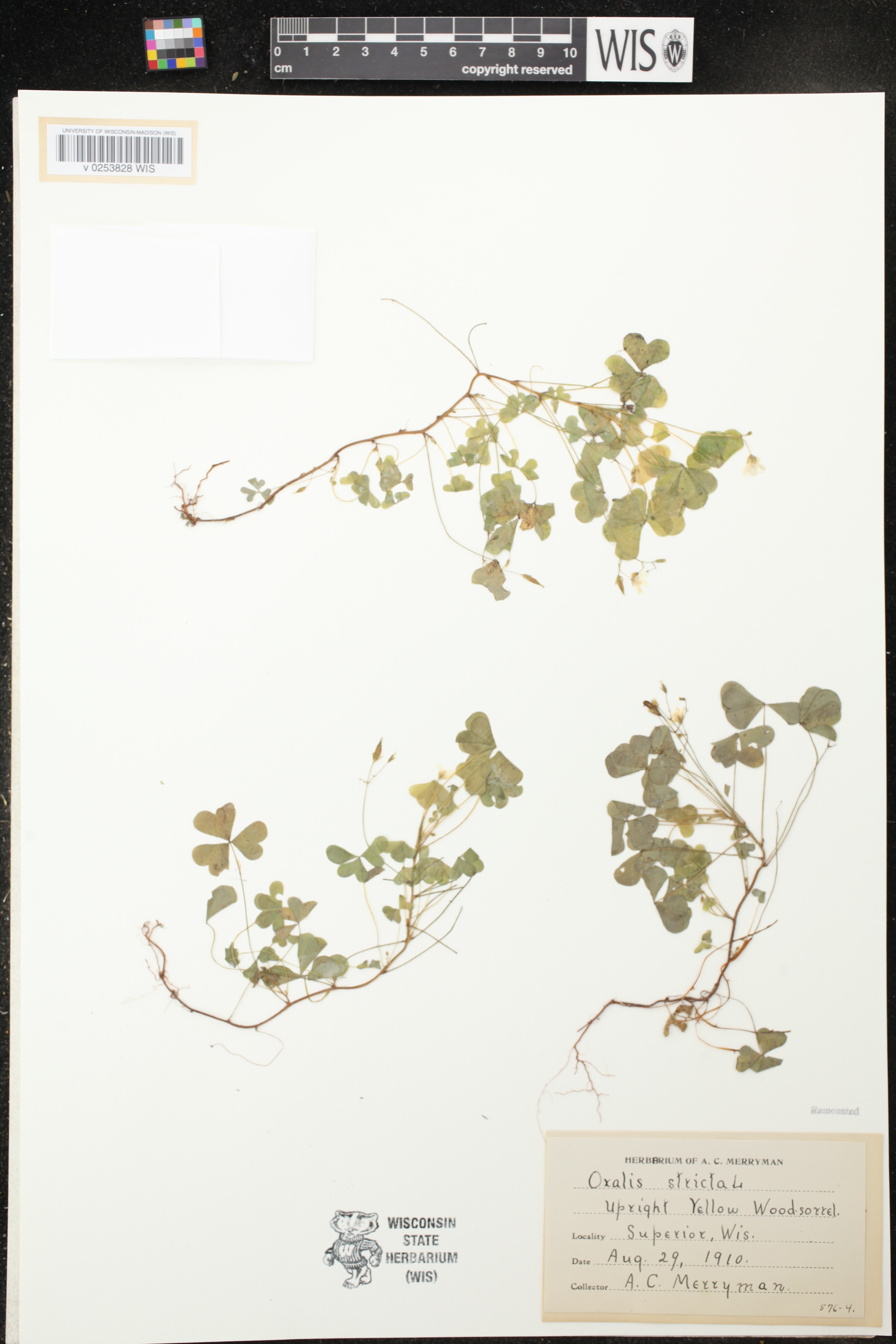 Oxalis stricta image