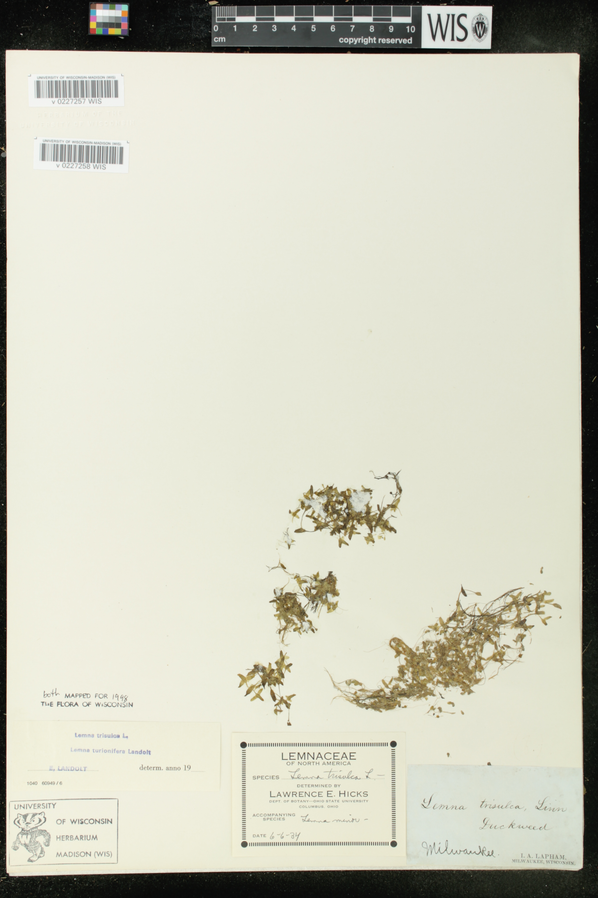 Lemna trisulca image