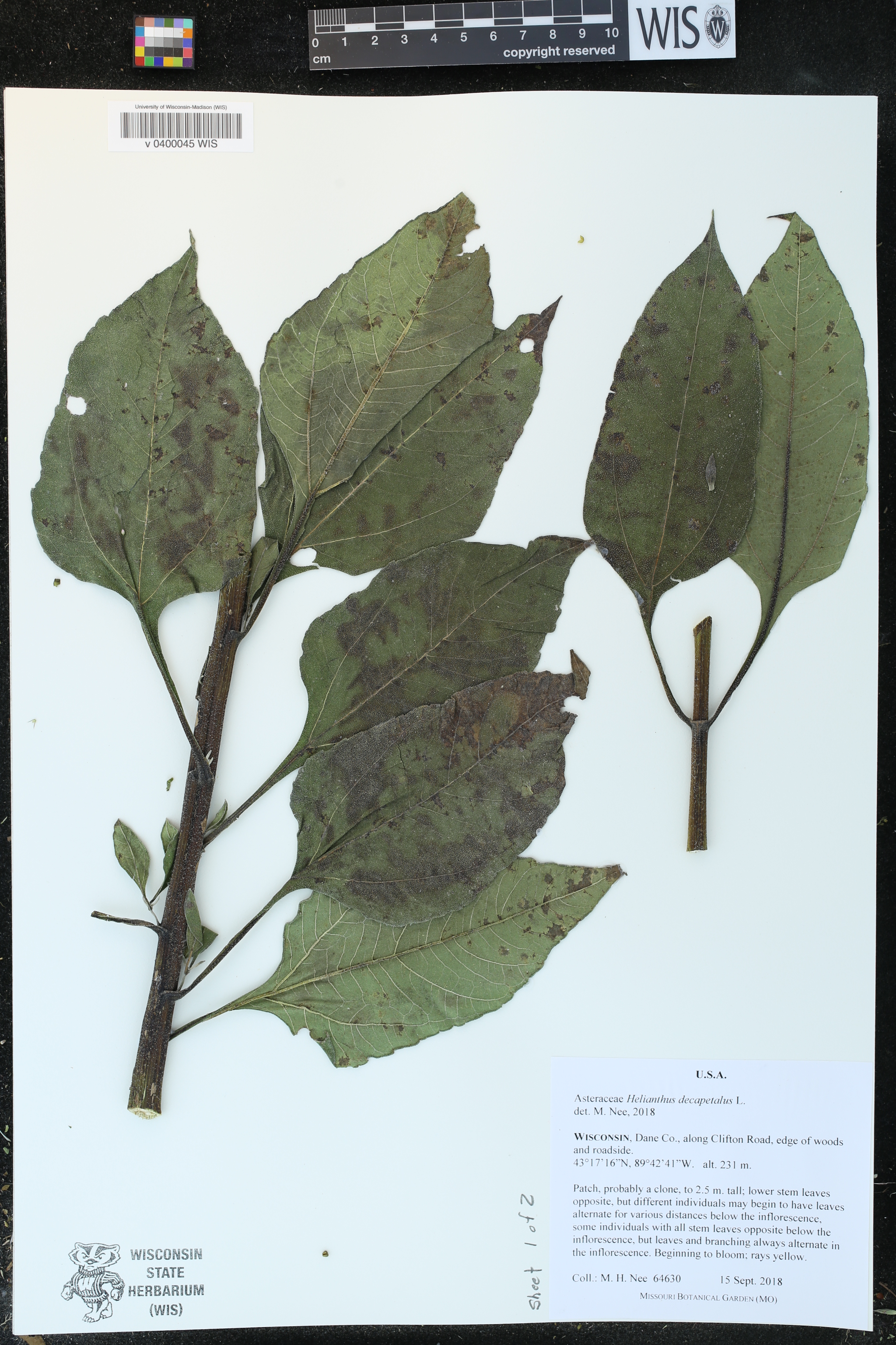 Helianthus decapetalus image