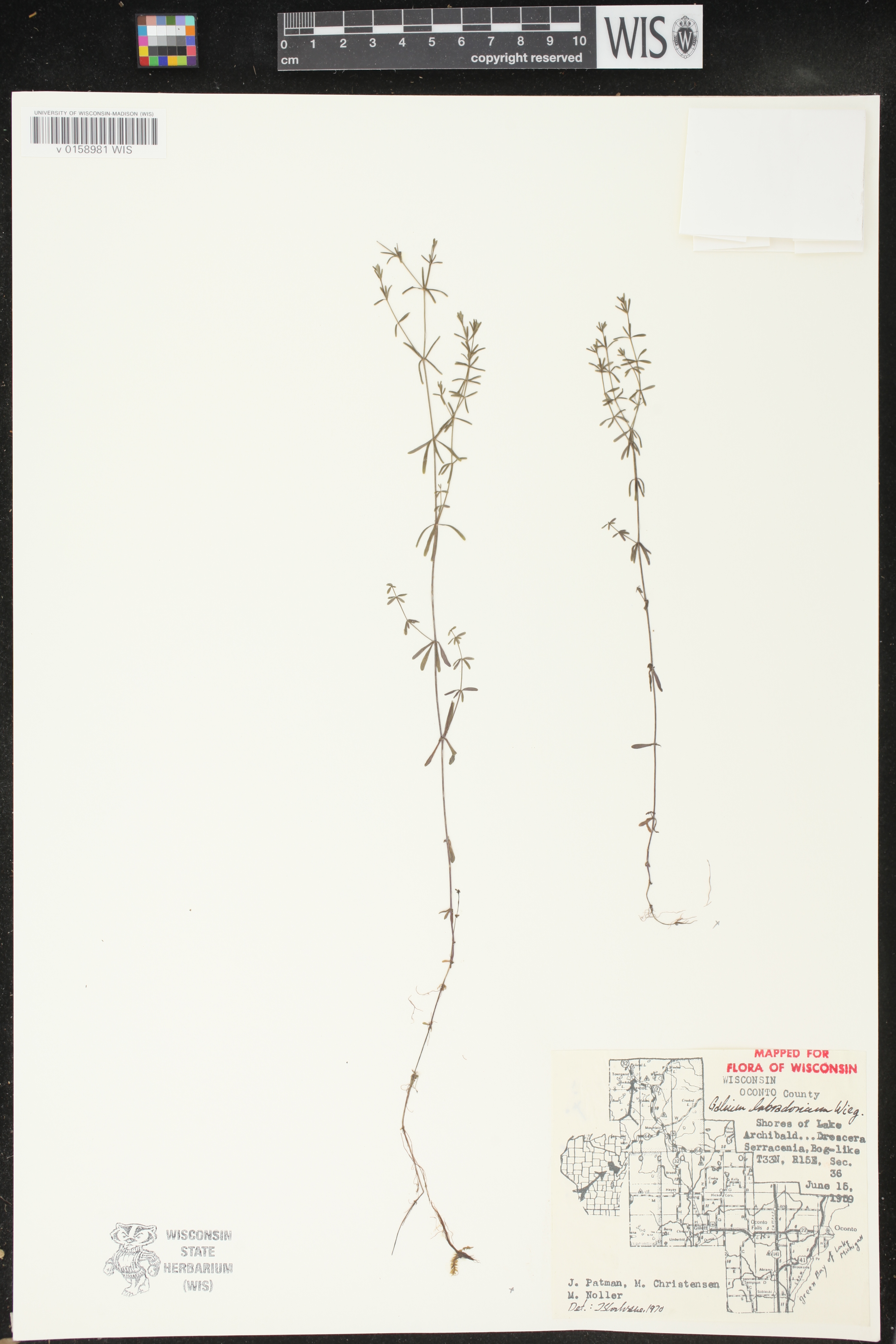 Galium labradoricum image