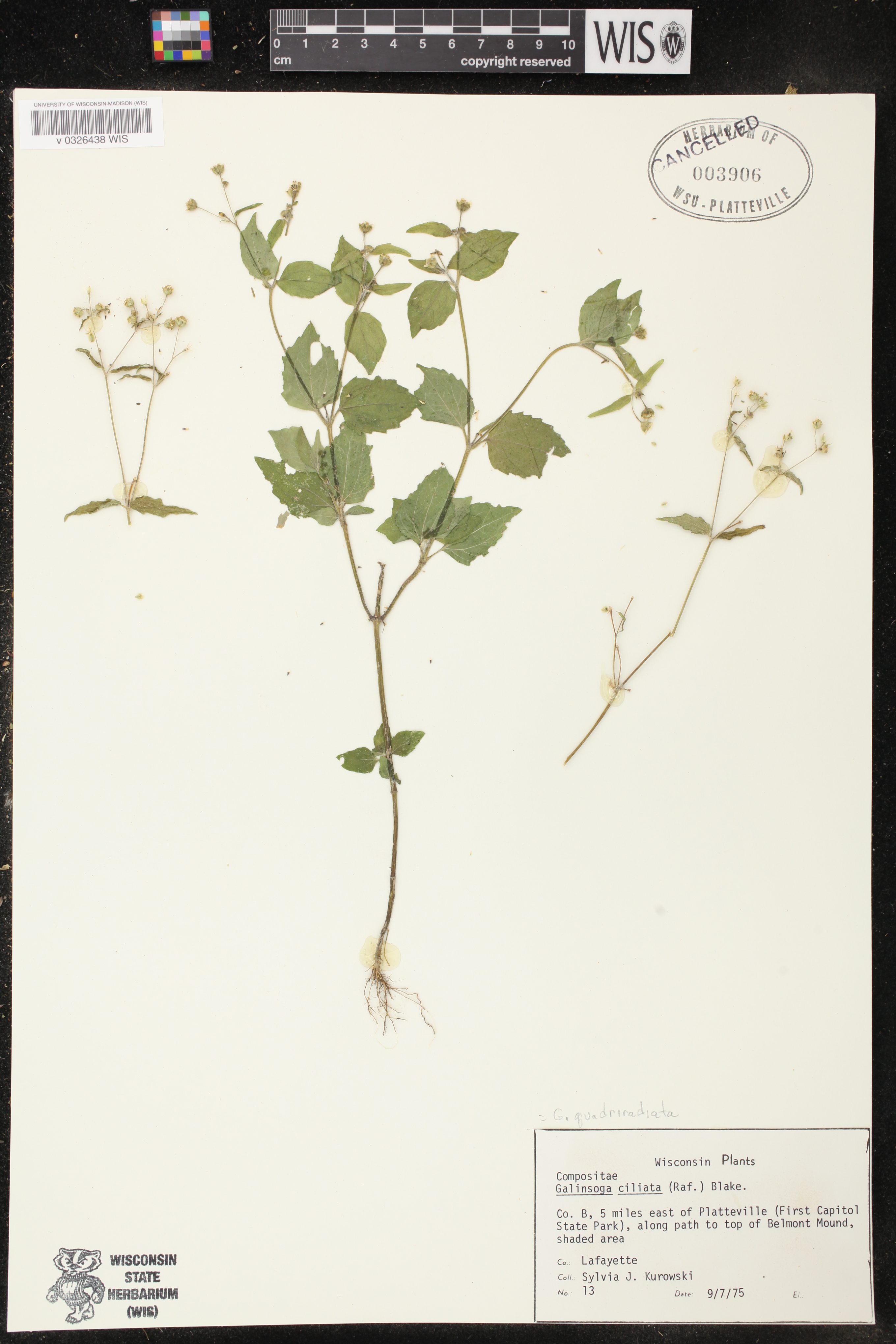Galinsoga quadriradiata image