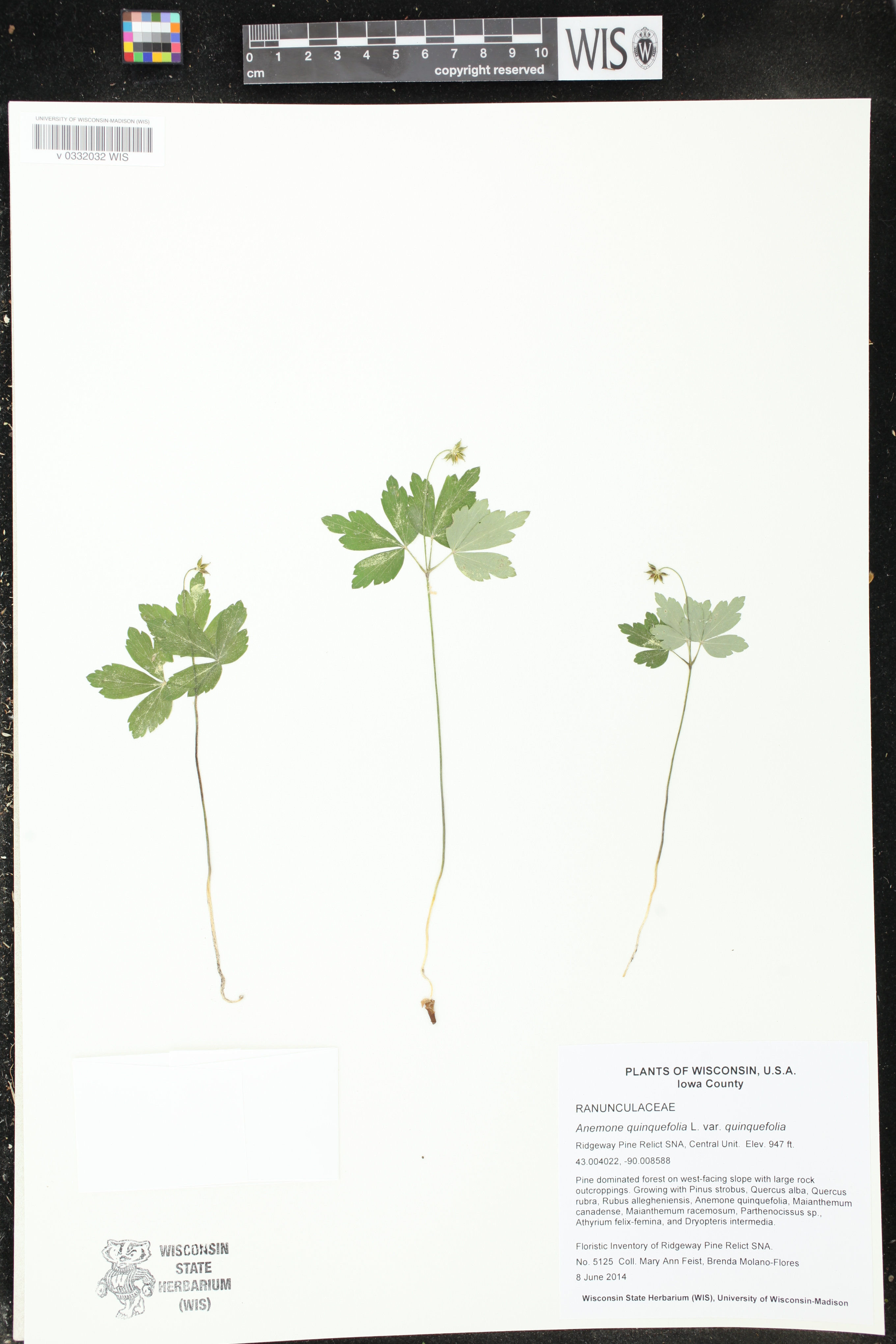 Anemone quinquefolia image