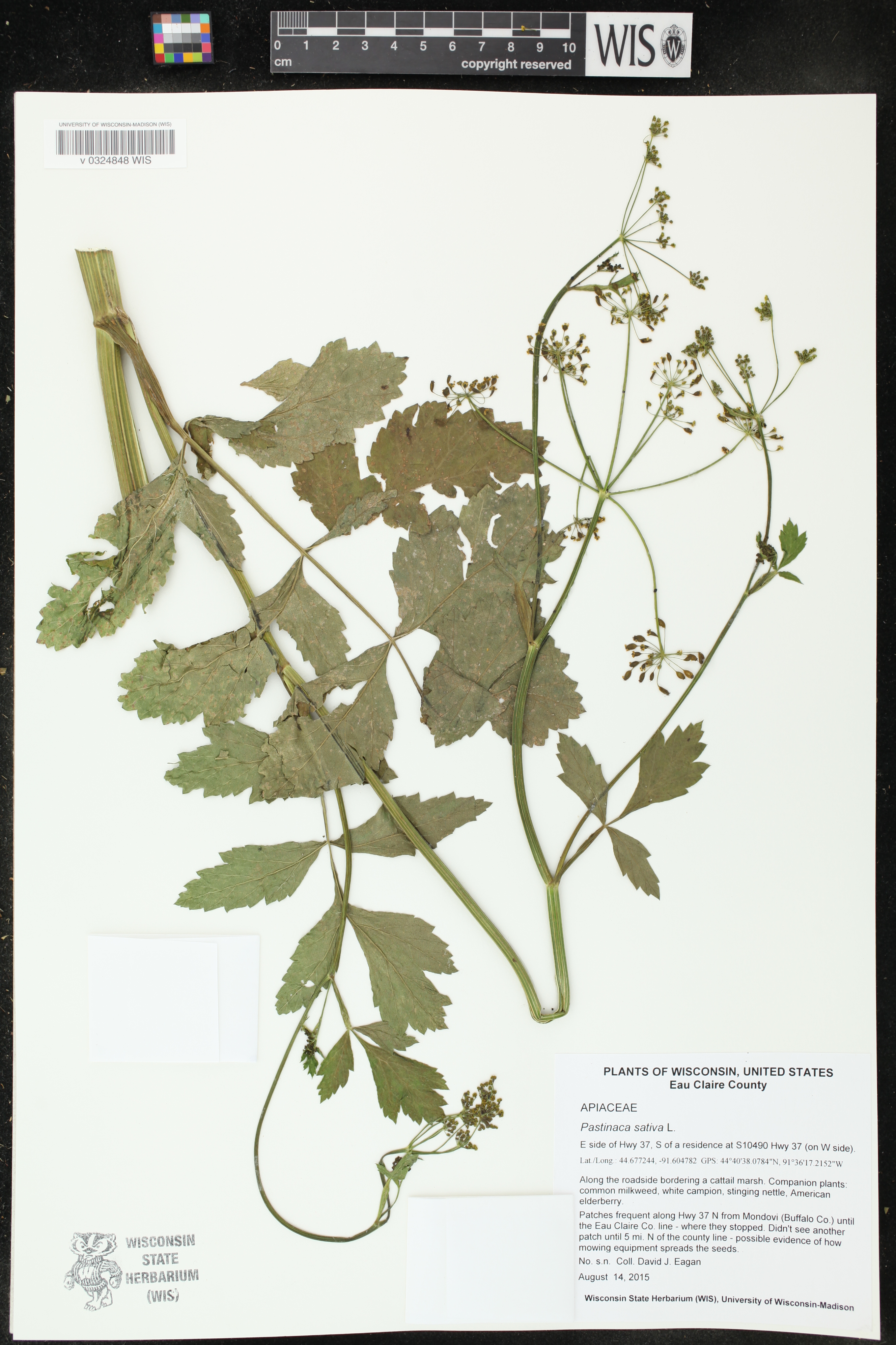 Pastinaca sativa image
