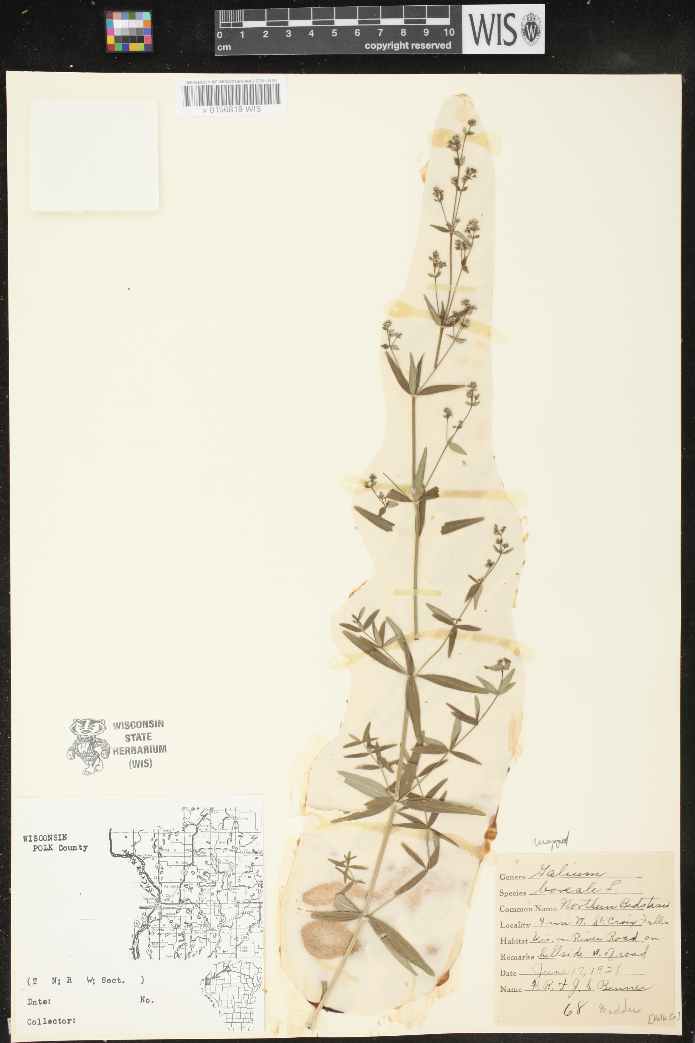 Galium boreale image
