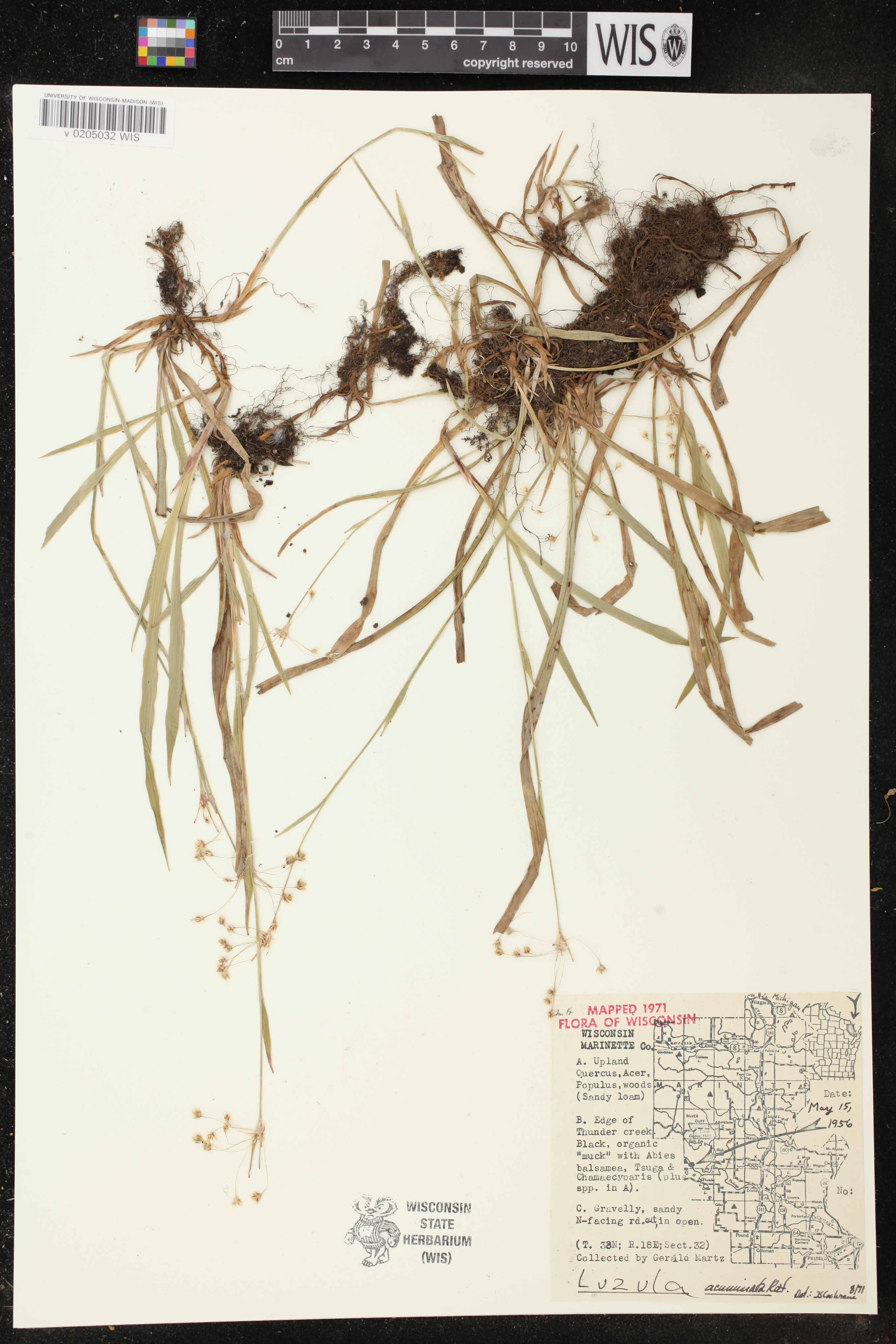 Luzula acuminata image