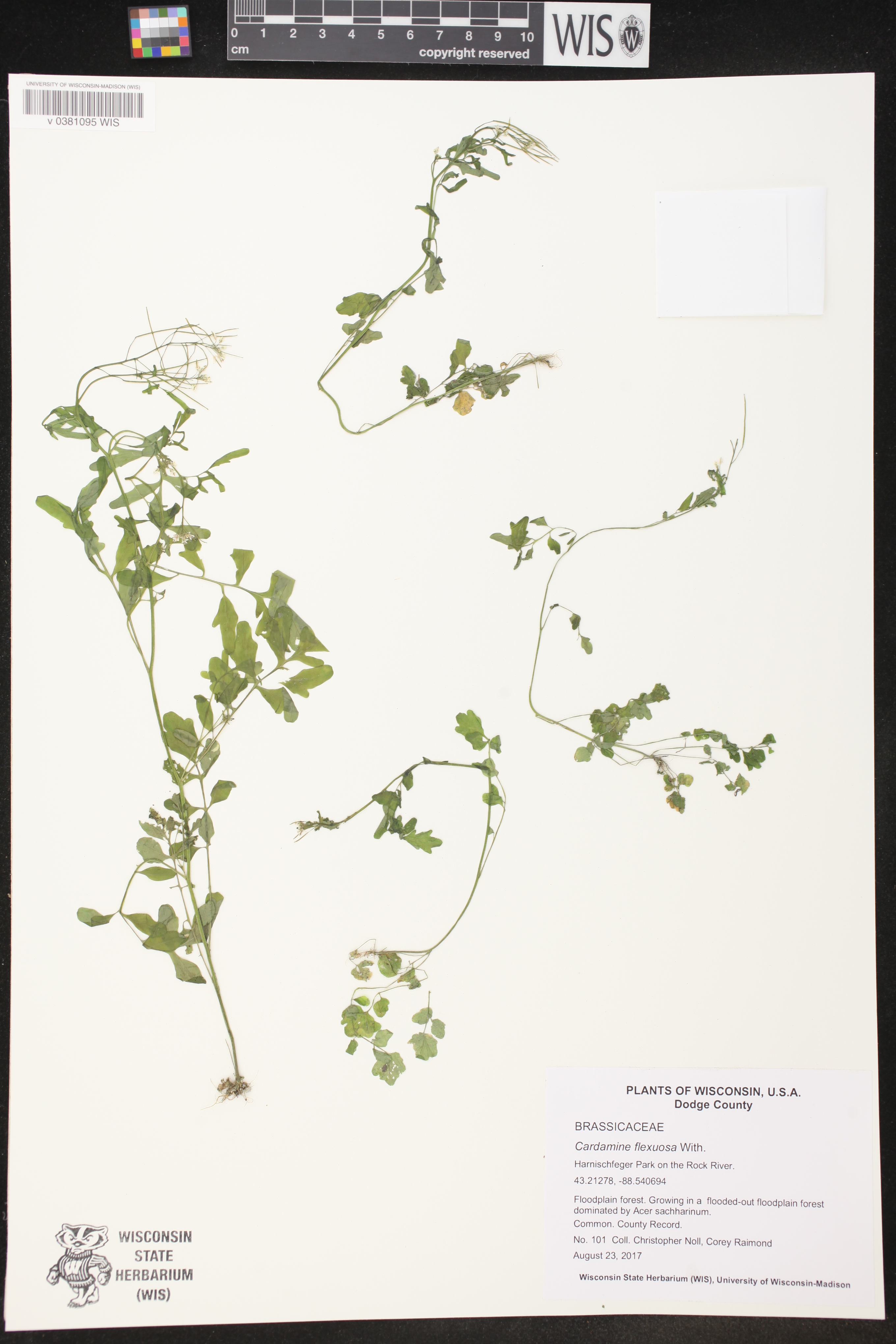 Cardamine flexuosa image