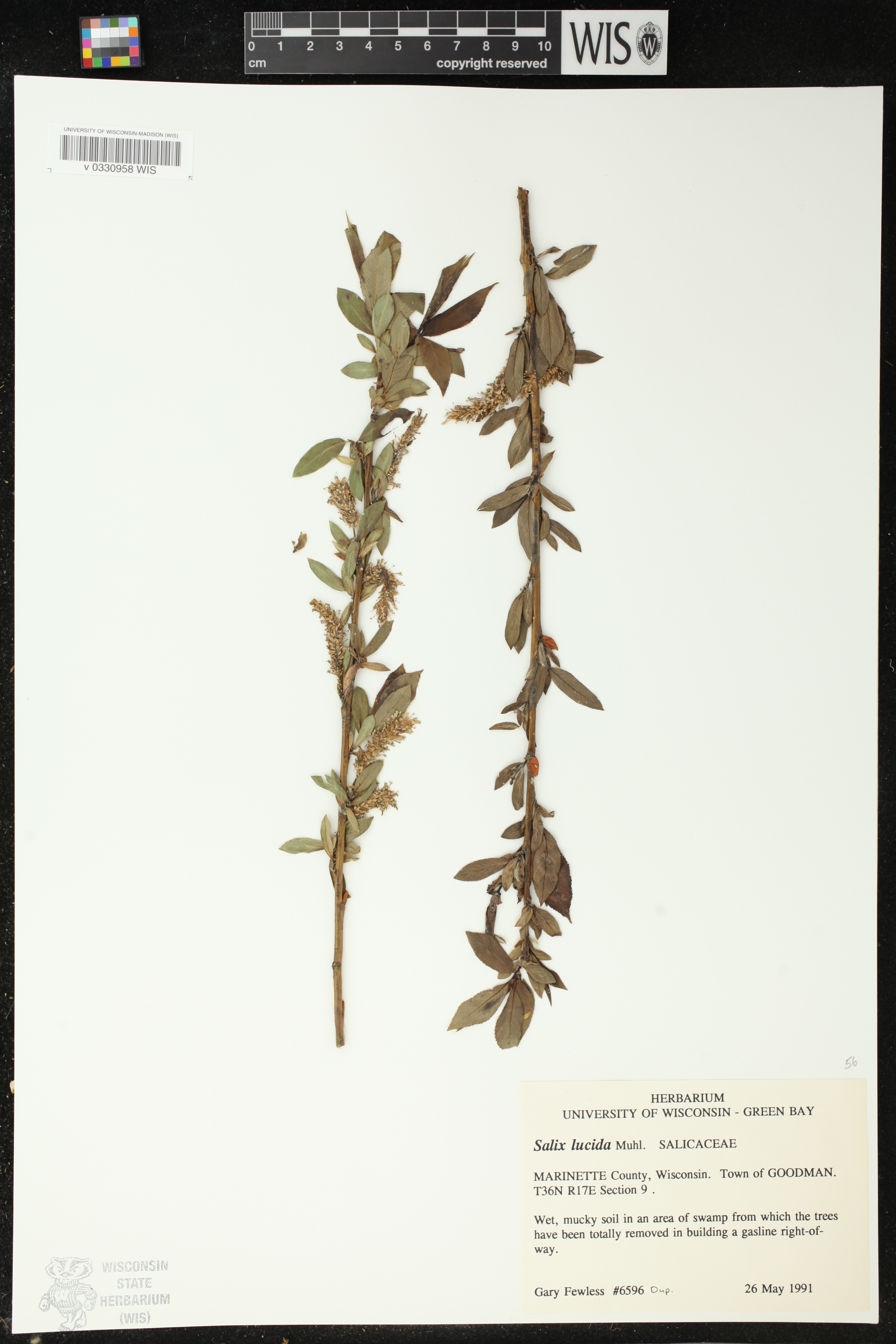 Salix lucida image