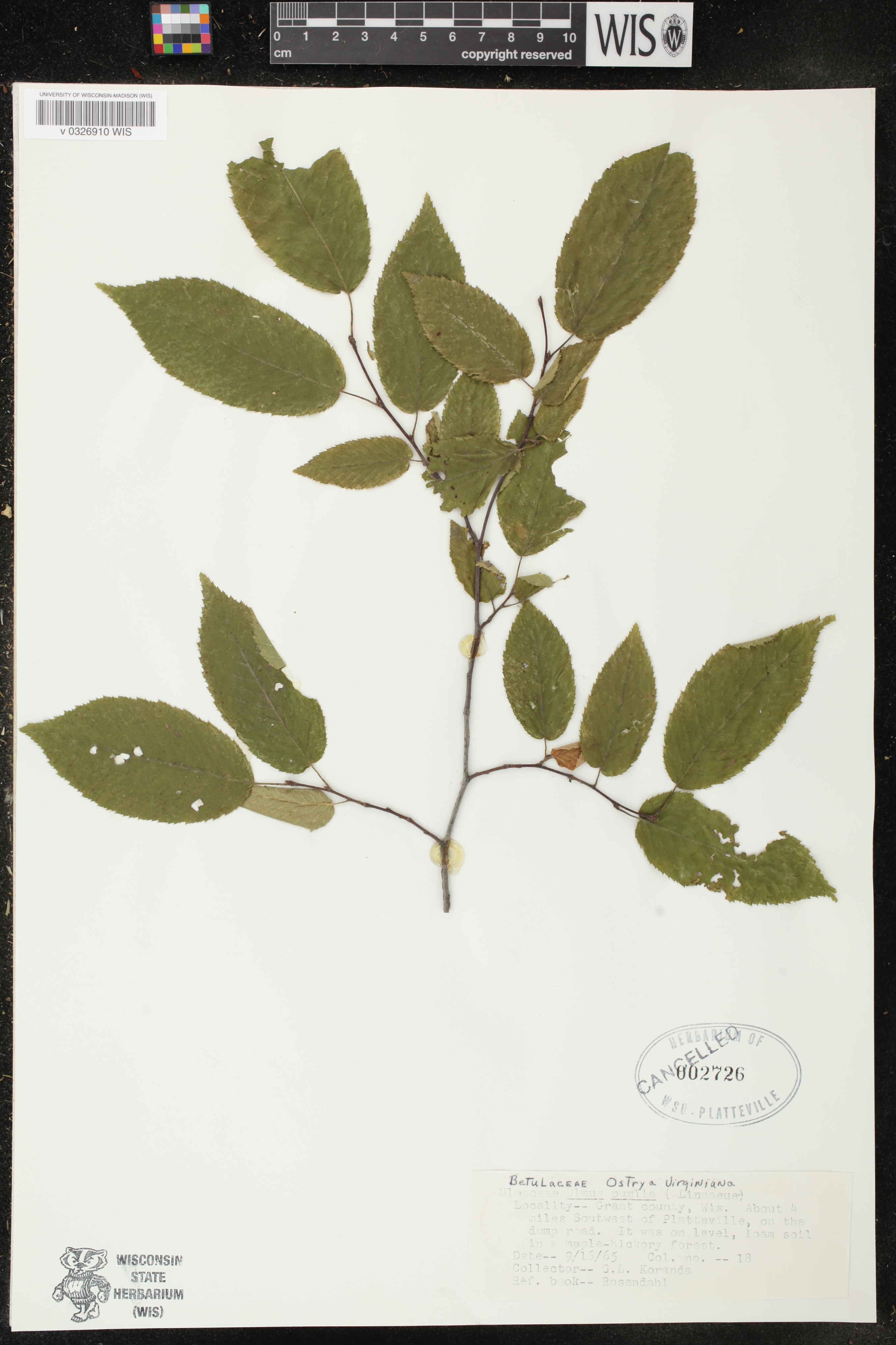 Ostrya virginiana image