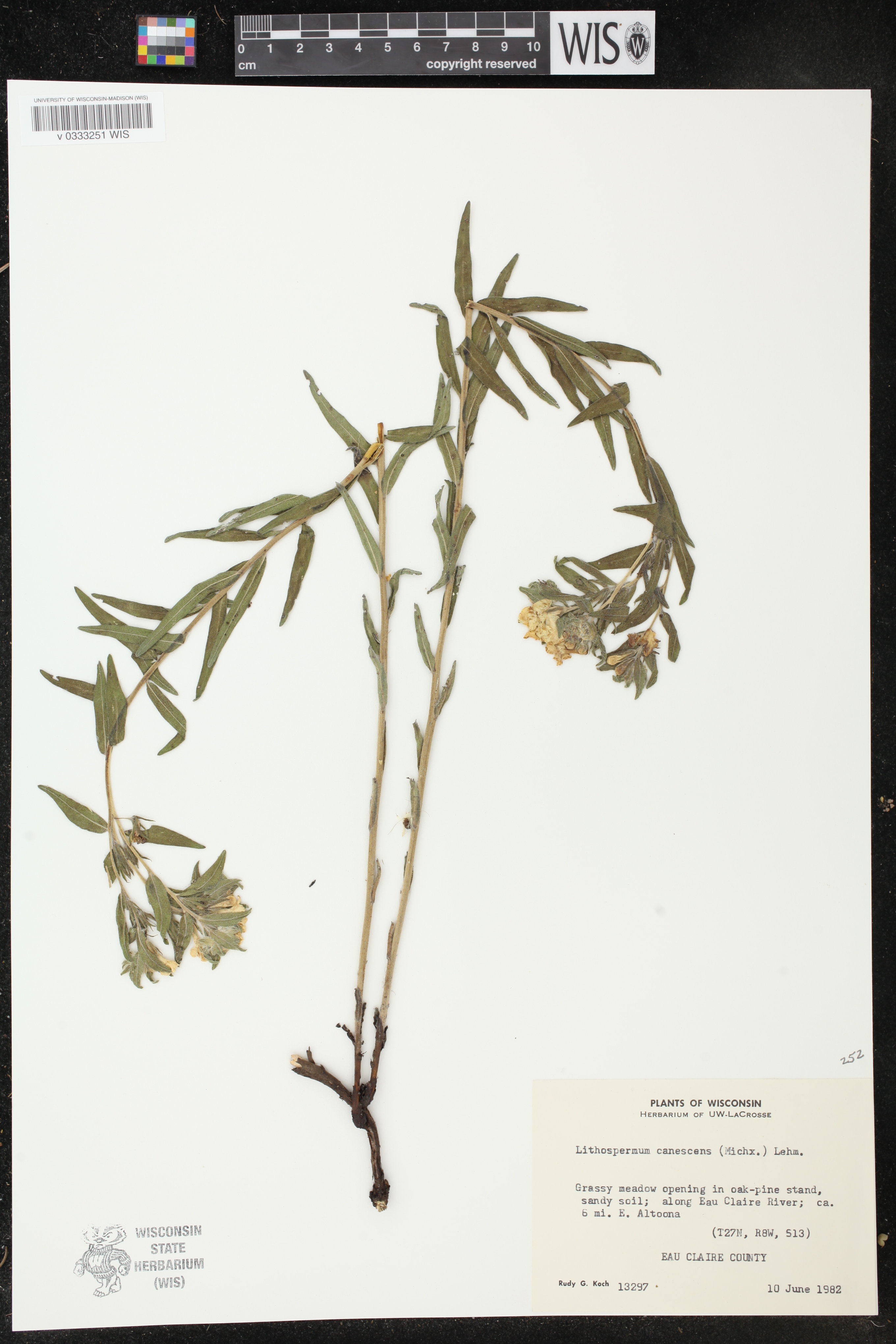 Lithospermum canescens image