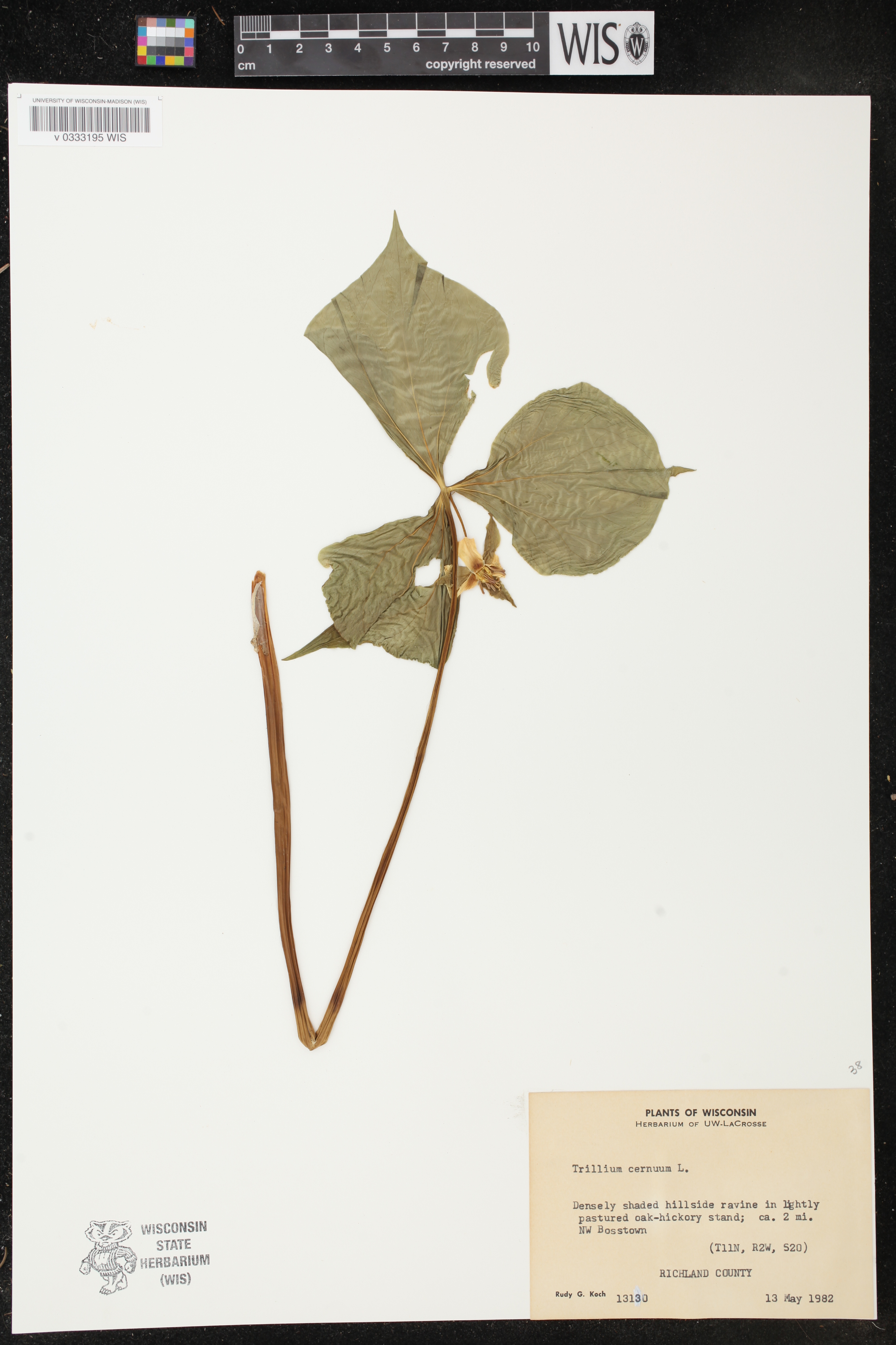 Trillium cernuum image