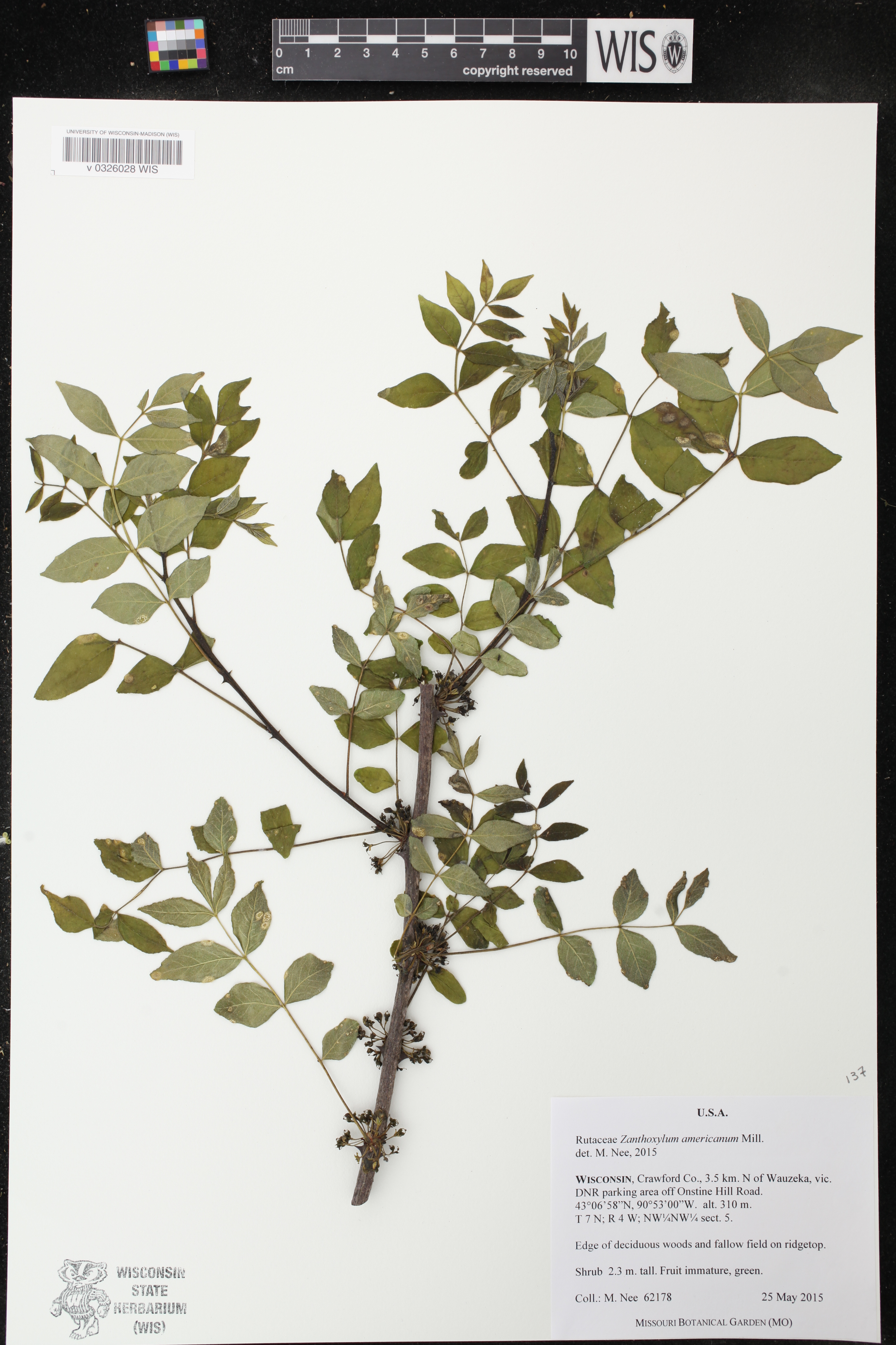 Zanthoxylum americanum image
